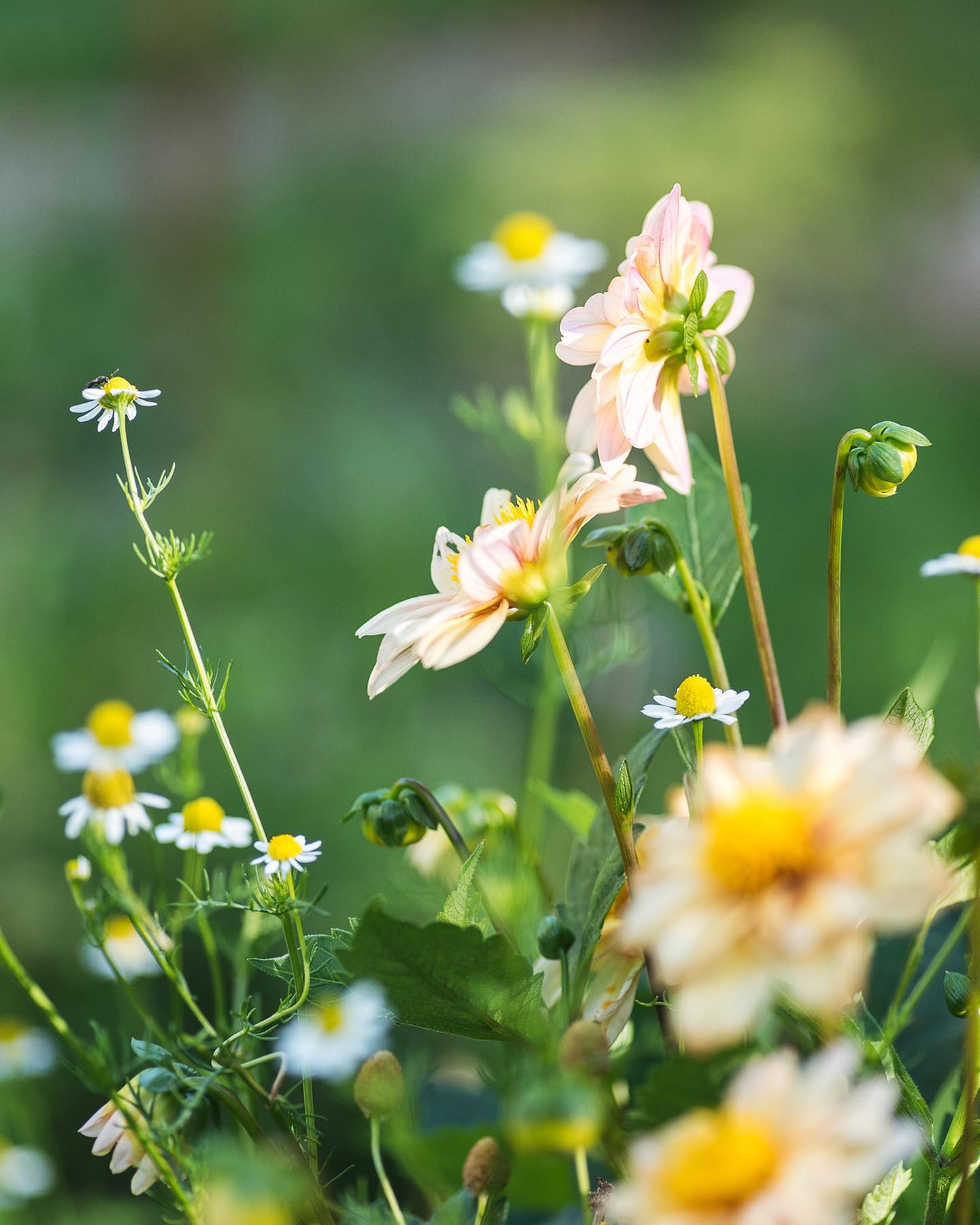 Da ist man mal 10 Tage in den Ferien und der Garten explodiert!
Von den drei Dahlien, die ich versuchsweise gesetzt habe, sind zwei gekommen und eine Pflanze sieht eher jämmerlich aus bzw. wird ständig von Schnecken angefallen… Aber dieses Exemplar hier ist richtig schön geworden :). Dahlie „Café de Paris“ von @andermatt_biogarten_ . Vor allem zu Beginn haben sie so einen ganz leichten Rosatouch, wunderhübsch! 
.
#nachbarschaftsgarten #urbangardening #garten #gemeinschaftsgarten #zürichcity #seebach #urbanesgärtnern #städtischergarten #nachhaltigegärten
#sommergarten #augustgarden #dahlias #dahlien #blumengarten