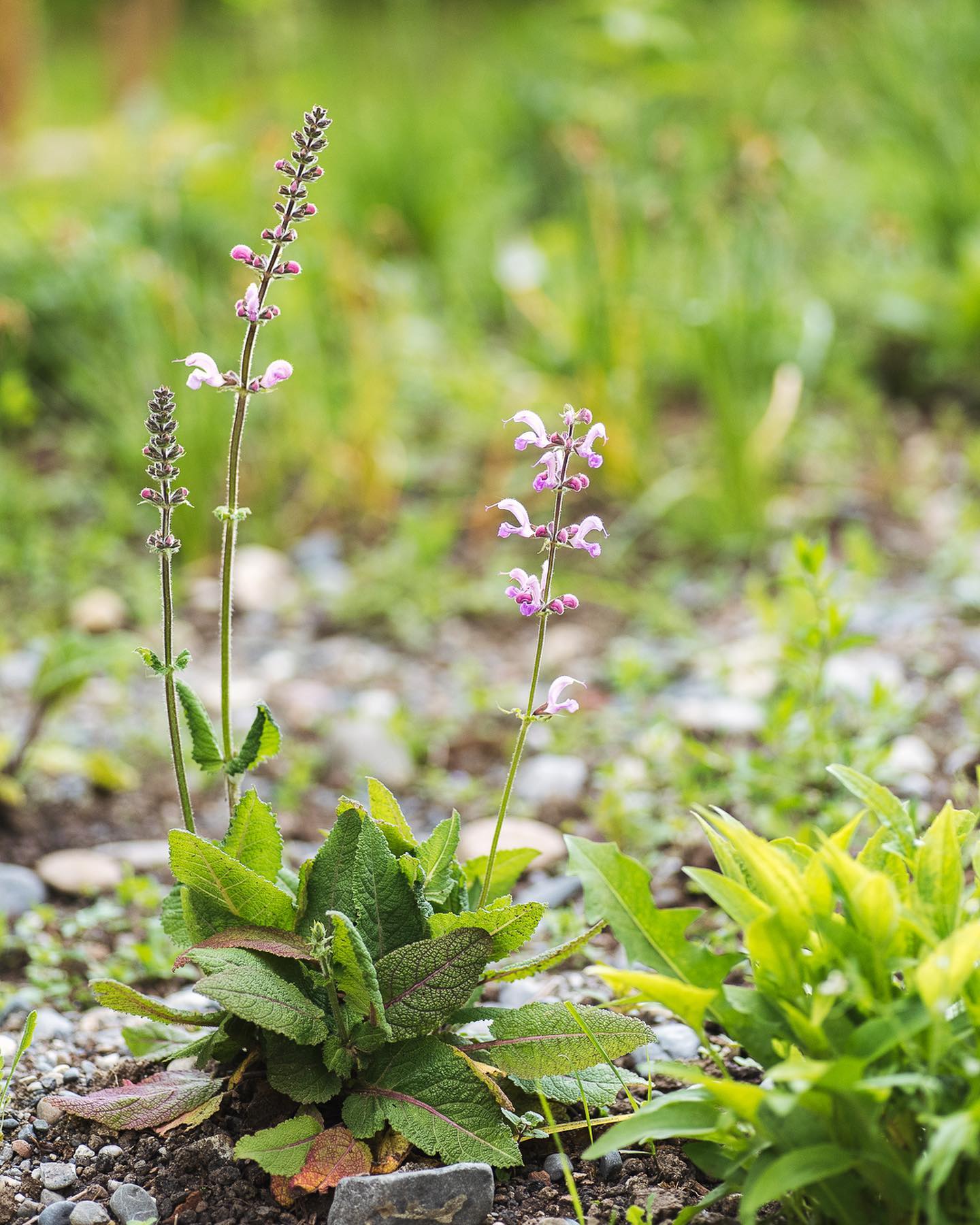Blüten-Update: Der Rosa Wiesensalbei blüht nun auch :). Ausserdem steht das Ochsenauge kurz vor der Blühte. Die Taubenskabiose ist immer noch die Auffälligste im Kiesbeet. 
Und zum Schluss sieht die Knospe der Japanischen Weinbeere wahnsinnig faszinierend aus! 
.
#nachbarschaftsgarten #urbangardening #garten #gemeinschaftsgarten #zürichcity #seebach #urbanesgärtnern #städtischergarten #nachhaltigegärten #wildstauden #kiesbeet #salbei #wildblumen #blüten #maigarten