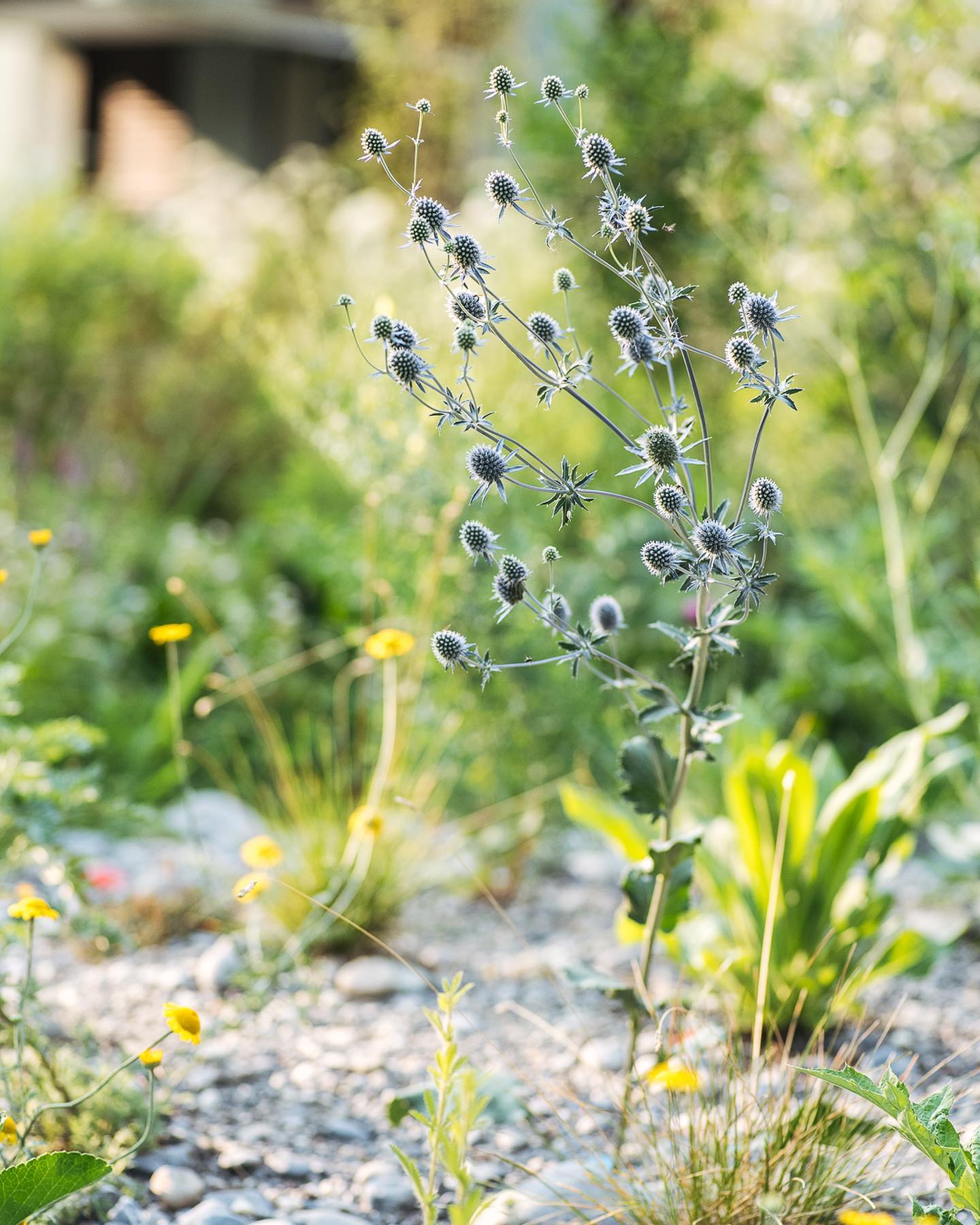 Das Kiesbeet im Juli. So langsam wachsen die Pflanzen ordentlich. Die Färberkamille und die Flachblattmannstreu blühen wunderhübsch. 
.
#nachbarschaftsgarten #urbangardening #garten #gemeinschaftsgarten #zürichcity #seebach #urbanesgärtnern #städtischergarten #nachhaltigegärten

.
#nachbarschaftsgarten #urbangardening #garten #gemeinschaftsgarten #zürichcity #seebach #urbanesgärtnern #städtischergarten #nachhaltigegärten 
#präriegarten #kiesgarten #kiesbeet #naturgarten