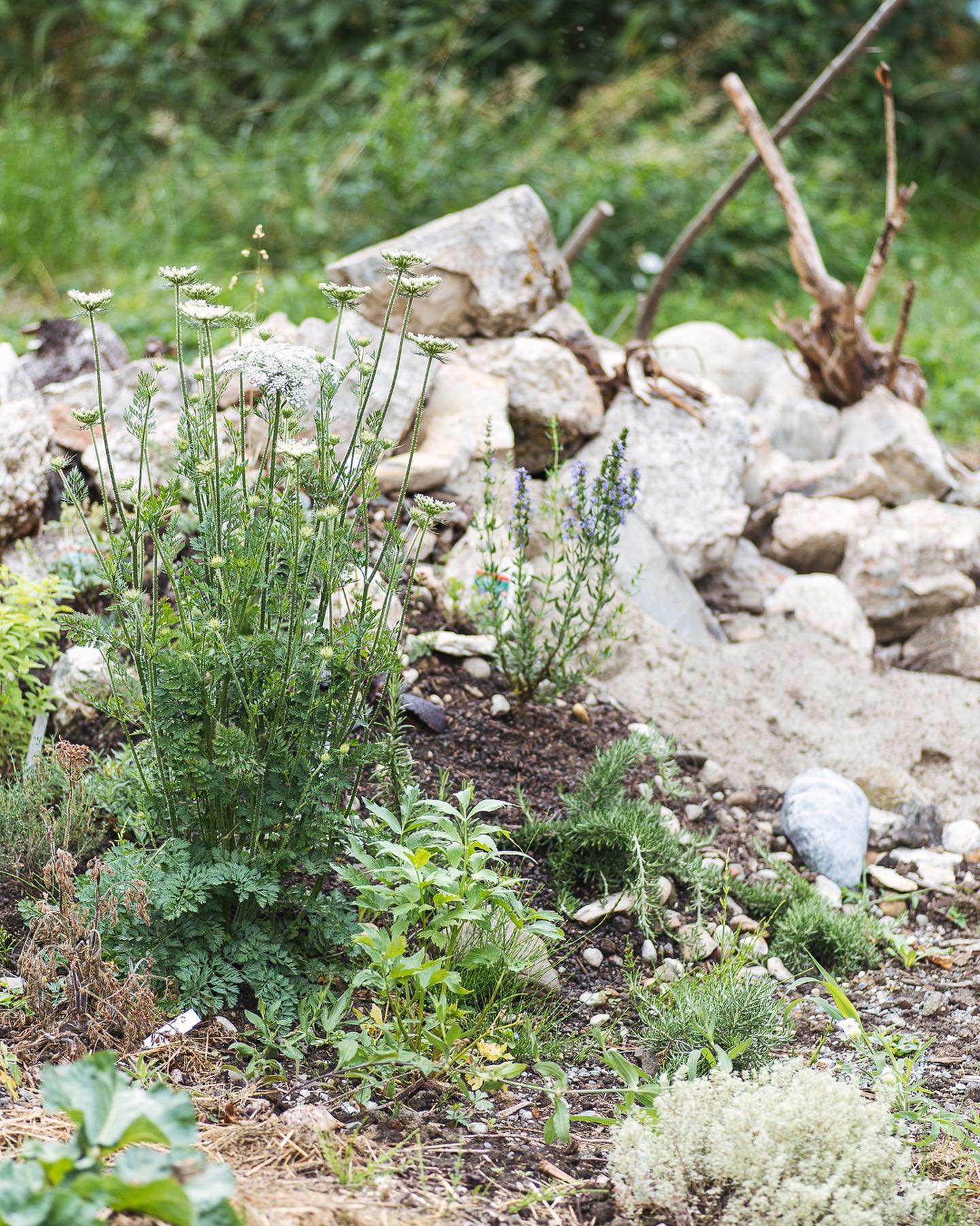 Unser Steinhaufen in der Mitte der offenen Fläche ergrünt so langsam richtig schön. Und auch die Kletterpflanzen am grossen Bogen haben Schwung aufgenommen! 
.
#nachbarschaftsgarten #urbangardening #garten #gemeinschaftsgarten #zürichcity #seebach #urbanesgärtnern #städtischergarten #nachhaltigegärten #naturgarten #steinhaufen #stadtgarten