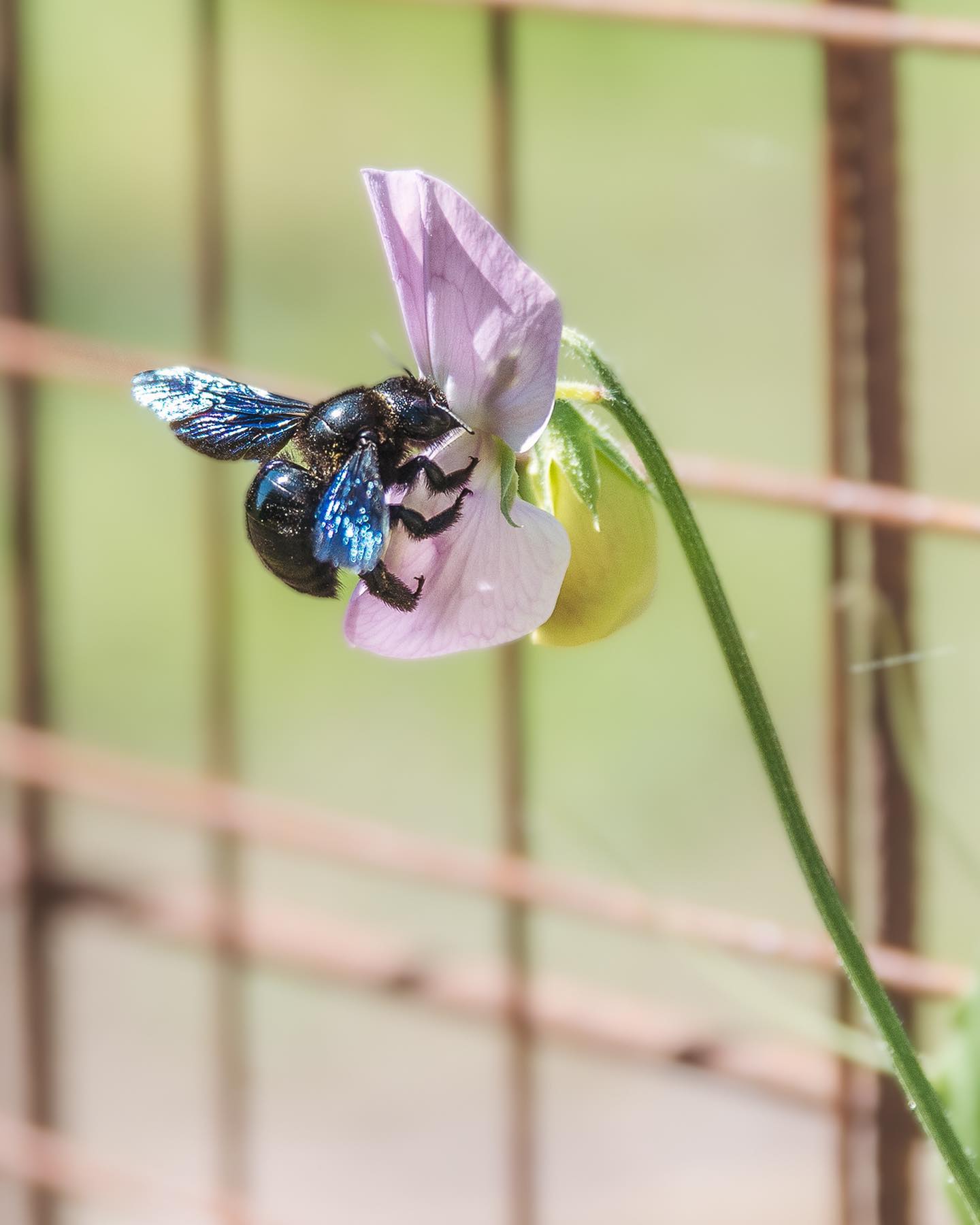 Gestern habe ich diese riesige blaue Holzbiene im Garten gesehen! Ein unglaublich schönes Tier. Die vielen Totholz-Haufen sind sicher von Vorteil, damit sie sich bei uns wohl fühlt :)
.
#nachbarschaftsgarten #urbangardening #garten #gemeinschaftsgarten #zürichcity #seebach #urbanesgärtnern #städtischergarten #nachhaltigegärten #holzbiene #blaueholzbiene #insektenfotografie #stadtinsekten #stadtwildtiere #insektenfreundlich #insektenfreundlichergarten #naturgarten