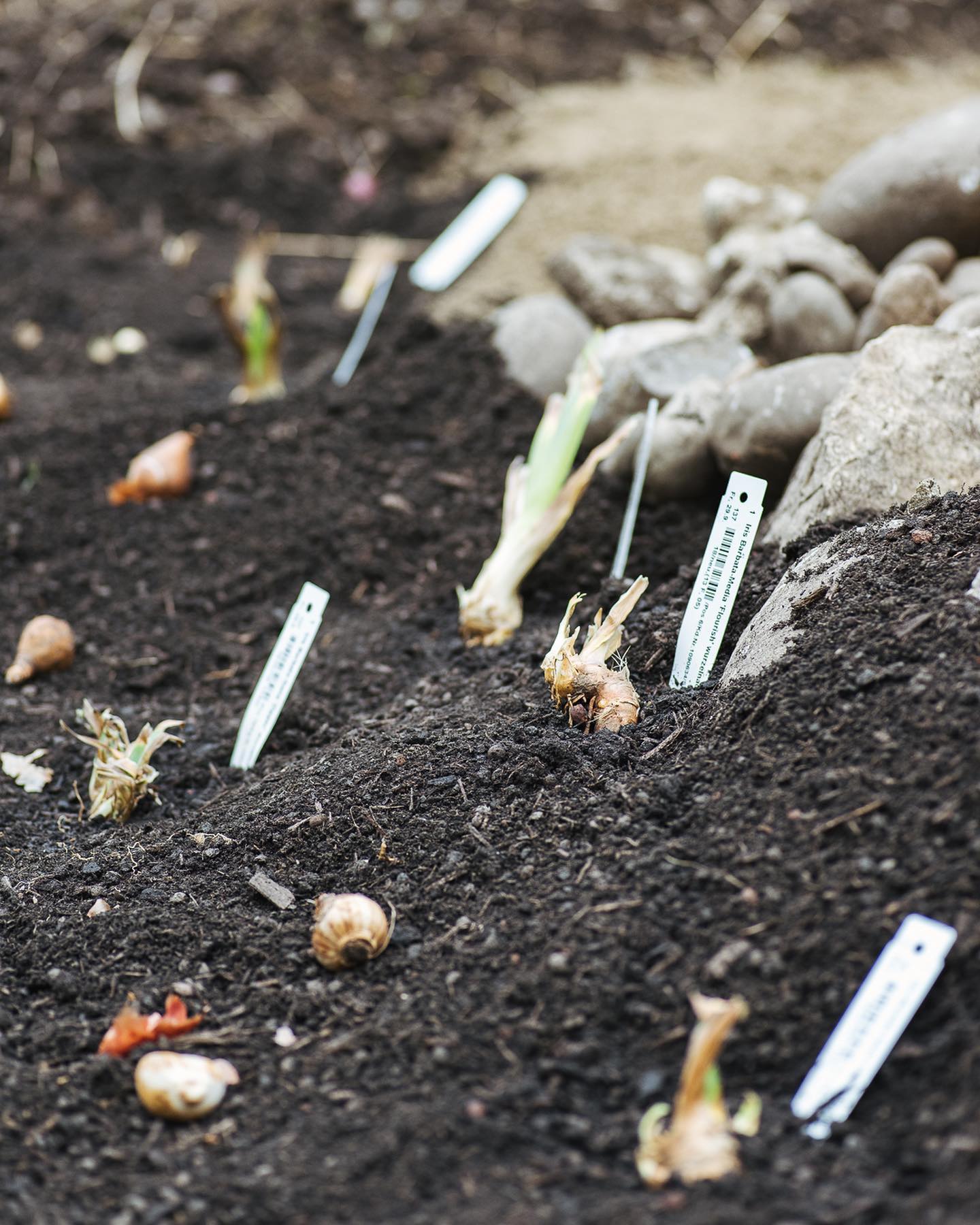 Das neue Blumenbeet hinter dem Sitzplatz nimmt langsam Form an. Damit es nicht so langweilig flach wird, haben wir es etwas strukturiert und einen Weg hindurch und rundherum gebaut. Ein paar Hügel, der Steinhaufen und Bienensand beim Wildbienenhotel runden das Ganze noch ab. 
.
Gestern und heute wurden alle Zwiebelpflanzen gesetzt und die verschiedenen Bartiris gepflanzt. Sobald unsere Lieferung der Stauden kommt, werden diese noch ergänzt. 
.
Gesetzt haben wir bisher folgendes:
- verschiedene Schwertlilien in verschiedenen Höhen und Farben
- Blaue Prärielilie 
- Weisse Prärielilie 
- Triandus-Narzisse Thalia‘
- Zwergnarzisse ‚Minnow‘ 
- Engelstränen Narzissen gelb
- Wildtulpe Sylvestris
- Seerosentulpe 
- Sternentulpe Tarda
- Tulpe Apricot Impression
- Tulpe Exotic Emperor
- Forellenlilie hellgelb 
- Netzblatt-Schwertlilie 
- Allium amplectens ‚Graceful Beauty‘ 
- Bulgarischer Lauch 
- Sternhyazinthe Blue Giant
- Krokus Cream Beauty
- Krokus Blue Pearl
.
#nachbarschaftsgarten #urbangardening #garten #gemeinschaftsgarten #zürichcity #seebach #urbanesgärtnern #städtischergarten #nachhaltigegärten #stadtgarten #tulpensetzen #zwiebelblumen #beetanlegen