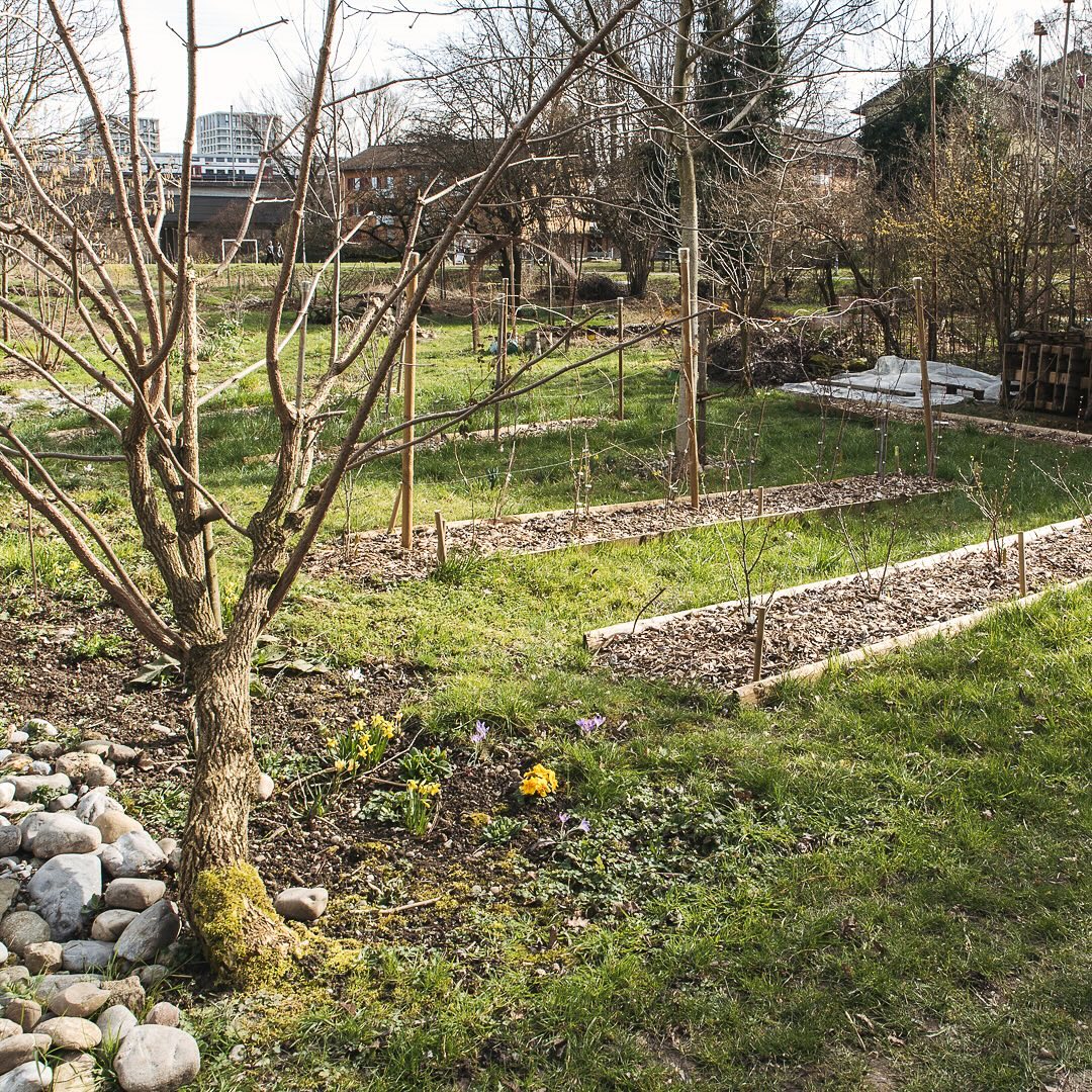 Vorher-Nachher-Vergleich -  Genau vor einem Jahr haben wir unsere Beerenbeete gebaut(2.Bild). Sonst sah der Garten damals auch noch etwas trostlos aus. Kein Vergleich zu diesem Jahr. Die Beeren haben sich gut entwickelt. Die Wege sind schön grün geworden und auch sonst ist die Natur dieses Jahr einfach nochmals ein Stück weiter als vor einem Jahr. Die kleinen Narzissen blühen schon und die Beerenbüsche haben sogar schon grün ausgetrieben. Auch der Holunder im Vordergrund hat schon mehr als nur Knospen.
.
#nachbarschaftsgarten #urbangardening #garten #gemeinschaftsgarten #zürichcity #seebach #urbanesgärtnern #städtischergarten #nachhaltigegärten #beerengarten #vorhernachher #vorhernachhergarten #beforeandafter #beforeandaftergarden