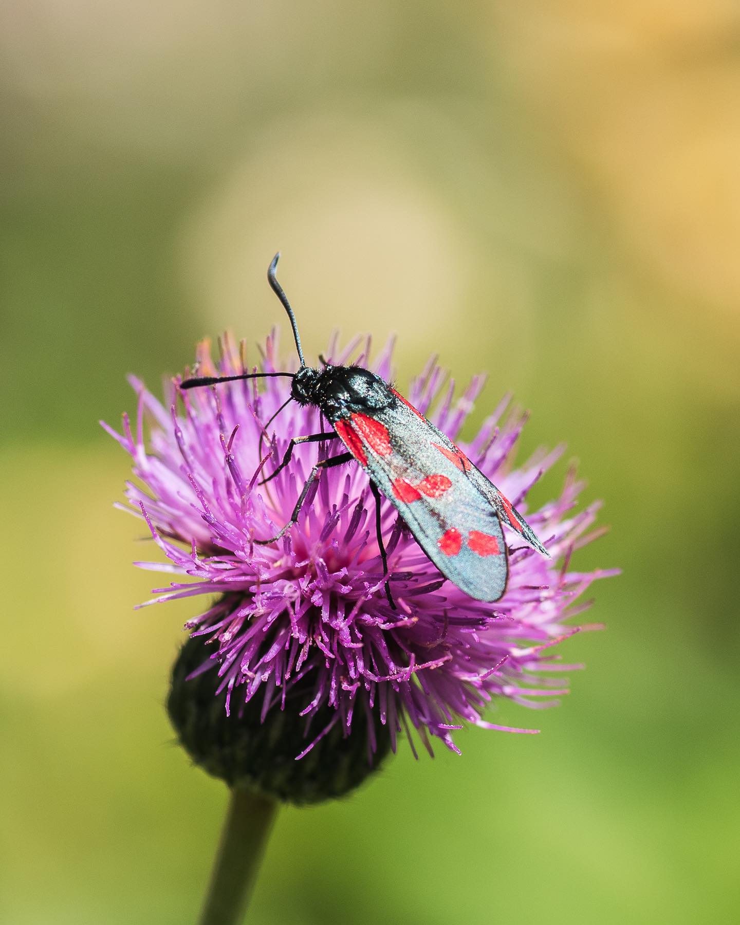Gestern habe ich auf den grauen Kratzdisteln ein Sechsfleck-Widderchen entdeckt :). Anders als die anderen Schmetterlinge liess es sich von mir überhaupt nicht stören und speiste genüsslich auf der Blüte weiter. 
.
#nachbarschaftsgarten #urbangardening #garten #gemeinschaftsgarten #zürichcity #seebach #urbanesgärtnern #städtischergarten #nachhaltigegärten #naturgarten #schmetterlingsgarten #stadtwildtiere #widderchen #augustgarden