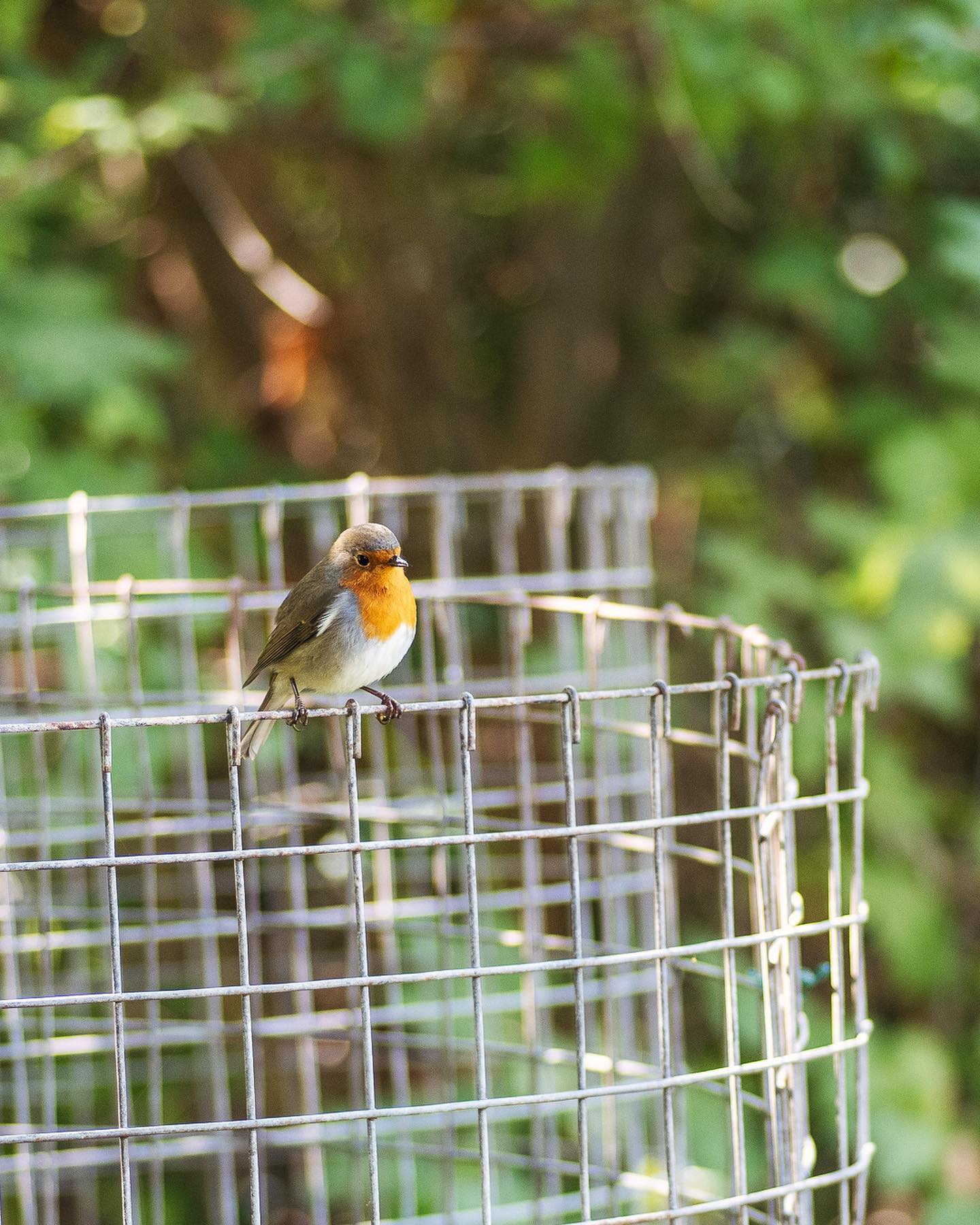 Endlich habe ich auch mal einen der vielen Vögel im Garten erwischt :). Es gibt div. Meisen, Hausrotschwänze, Amseln, Krähen, Tauben, Elstern, div. Spatzen und eben Rotkehlchen. Ausserdem kreisen die Rotmilane über uns und Mauersegler. 
.
Wir hoffe, dass der Eisvogel mal wieder bei uns anzutreffen ist. Leider konnten wir ihn am Katzenbach schon länger nicht mehr beobachten.
.
#nachbarschaftsgarten #urbangardening #garten #gemeinschaftsgarten #zürichcity #seebach #urbanesgärtnern #städtischergarten #nachhaltigegärten #naturgarten #stadtgarten #vogelgarten #rotkehlchen #gardenbirds