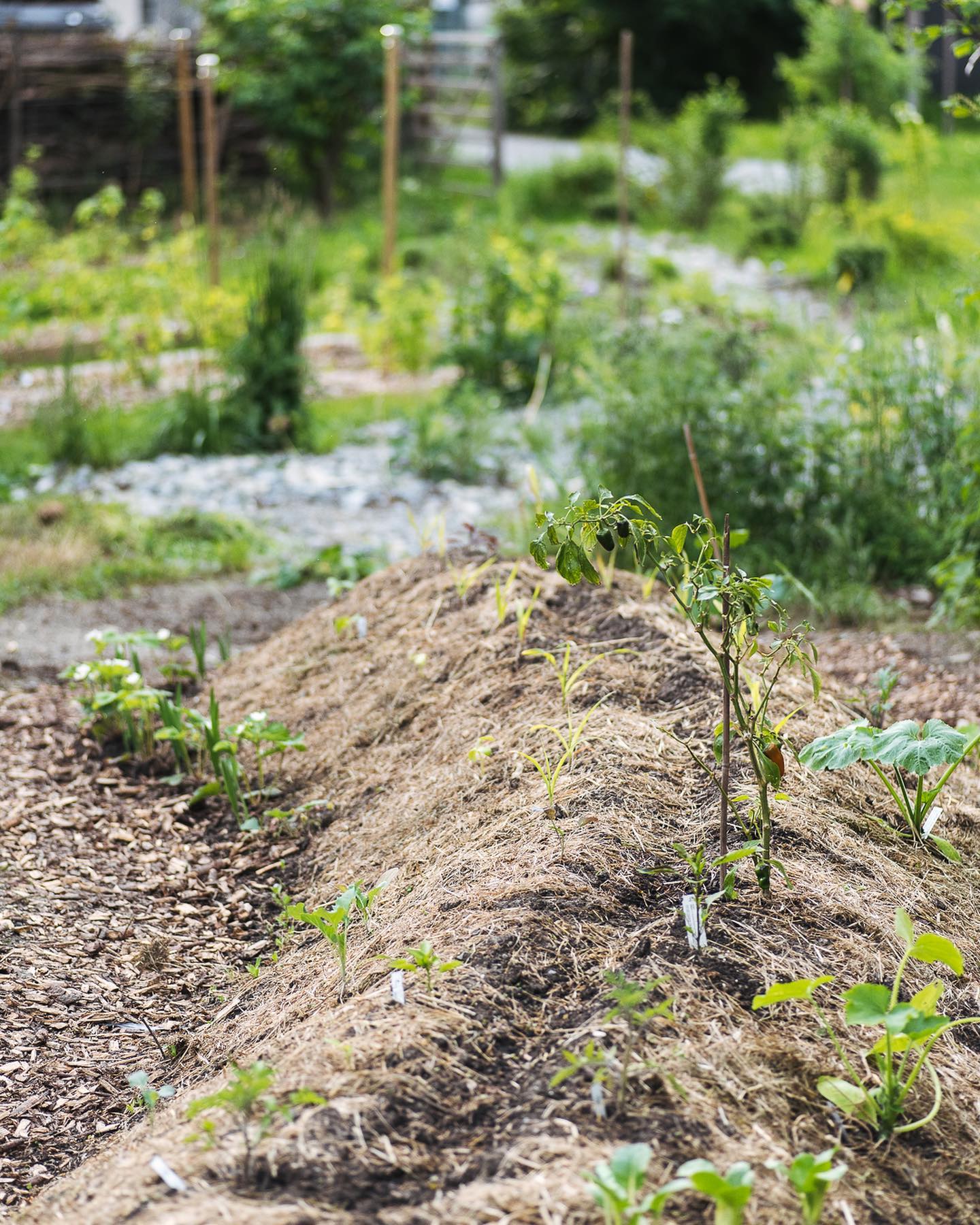 Gestern konnten wir auch das Hügelbeet fertig bepflanzen, nachdem die Temperaturen nun merklich gestiegen sind und auch die Nächte nicht mehr so frisch sind. Wir sind gespannt wie alles wachsen wird.
.
Da das Hügelbeet neu gemacht wurde, haben wir Starkzehrer gepflanzt, wie Zucchetti, Peperoni, Tomaten, Gurken, Mais, ein Kürbis, Brokkoli und Blumenkohl, sowie Palm und Grünkohl und zum Schluss noch ein paar PakChoi. Unten gibt es noch ein paar Erdbeeren, sowie Knoblauch und Zwiebeln. Ausserdem wachsen Ringelblumen und Kapuzinerkresse. Zwischen die Pflanzen haben wir ausserdem noch Kräuter wie Basilikum, Petersilie, Dill und Koriander gesäht. Die grosse Peperonipflanze haben wir übrigens überwintert und nun wieder rausgeplatzt. 
.
Ich hoffe der Plan, bei dem wir geschaut haben, dass alles nebeneinander gut auskommen soll, geht auf. Ev. haben wir auch etwas viel gepflanzt…. 
.
#nachbarschaftsgarten #urbangardening #garten #gemeinschaftsgarten #zürichcity #seebach #urbanesgärtnern #städtischergarten #nachhaltigegärten #mischkultur #hugelkultur #hügelbeet #gemüsegarten #tryanderror