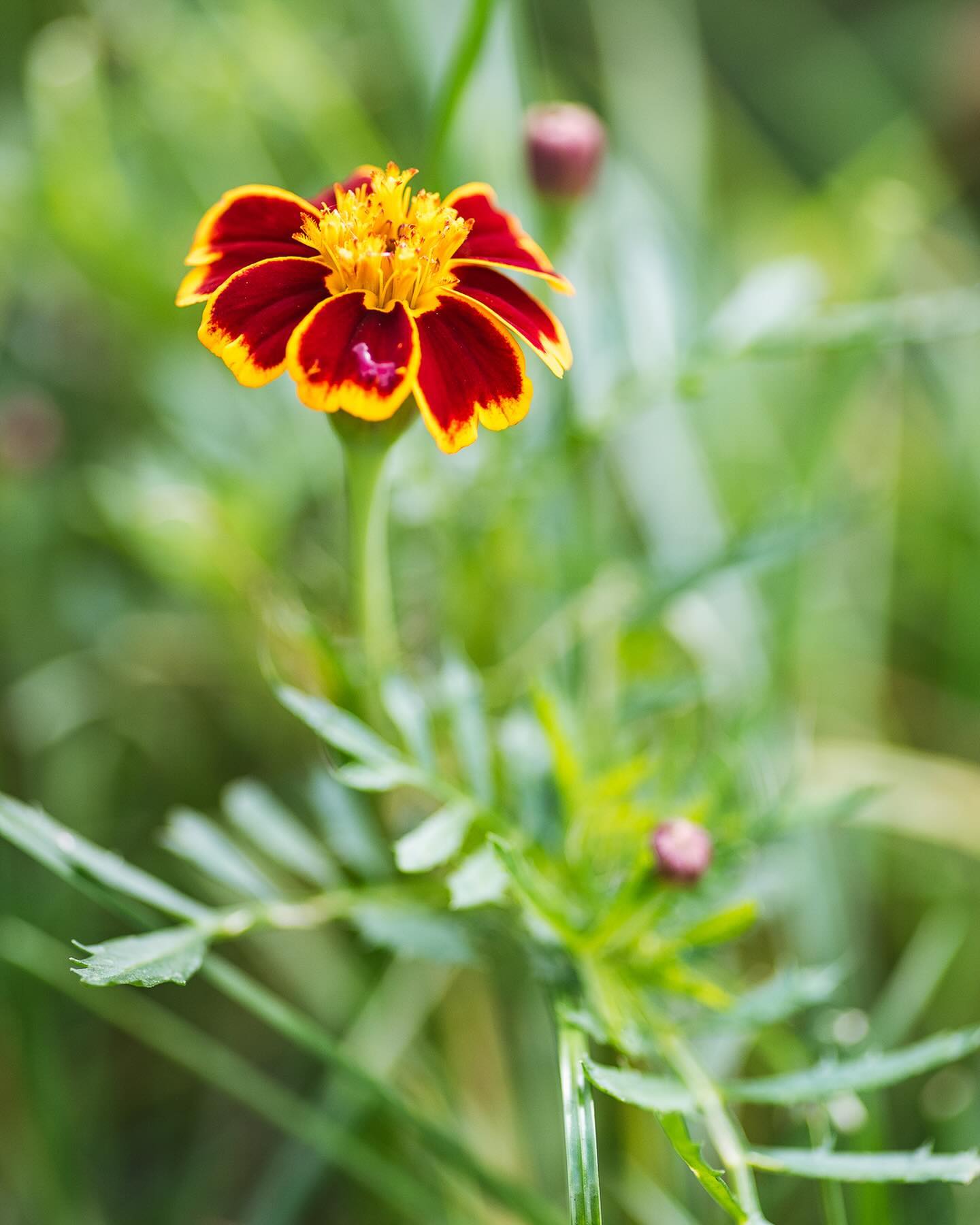 Blütenpracht Ende Oktober… 
.
#nachbarschaftsgarten #urbangardening #garten #gemeinschaftsgarten #zürichcity #seebach #urbanesgärtnern #städtischergarten #nachhaltigegärten #stadtgarten #oktobergarten #herbstgarten