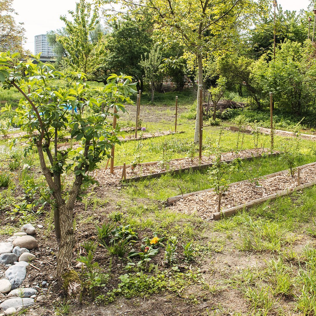 Vorher-Nachher-Vegleich! Es ist einiges gegangen seit Februar :) Die Beeren wachsen und auch das angesähte Gras kommt nun endlich so langsam richtig. 
.
#nachbarschaftsgarten #urbangardening #garten #gemeinschaftsgarten #zürichcity #seebach #urbanesgärtnern #städtischergarten #nachhaltigegärten #beerengarten #stadtgarten #communitygarden #vorhernachher