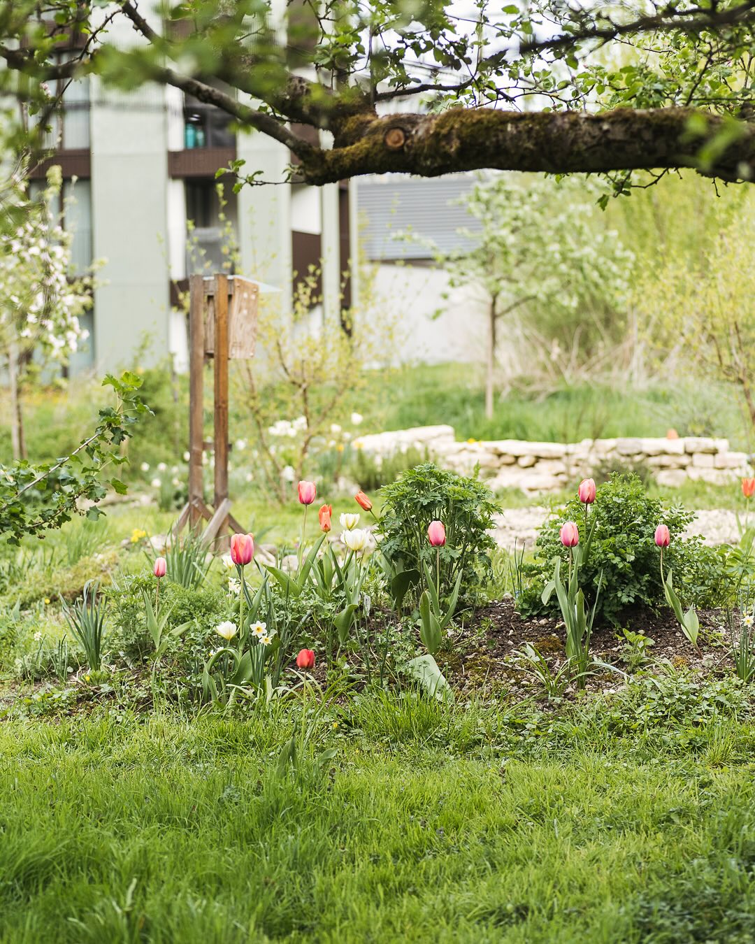 Unser Hügelblumenbeet hat sich prächtig entwickelt, seit wir es im Herbst 2023 angelegt haben. Letztes Jahr im Frühling (letzte zwei Bilder) gab es nur die vereinzelten Tulpen und Narzissen und nun sieht das schon ganz anders aus :) Die pink/rosa Tulpen blühen dieses Jahr besonders schön und sind wirklich riesig geworden. Ich hatte sie mit Schafwollepellets gedüngt gehabt. Scheint zumindest nicht geschadet zu haben… Letztes Jahr haben wir noch diverse Stauden oben drauf gepflanzt. Unter anderem sind dies Herzgespann und einen kleinen Wiesenknopf. Ausserdem wachsen am Hang Duftfeilchen, Akelei und Storchschnabel.
.
#nachbarschaftsgarten #urbangardening #garten #gemeinschaftsgarten #zürichcity #seebach #urbanesgärtnern #städtischergarten #nachhaltigegärten #springtime #inmygardentoday #gardendesign #naturgarten #biodiversity #gardeninspiration #perennialgarden #imgarten #frühblüher #frühlingsbote #frühlingsgarten #gartenfreude #naturnahergarten  #naturgartenfreude #schätzedernatur #inmeinemgarten #heuteimgarten #naturalgarden #vorhernacher #beforeandafter #tulpe