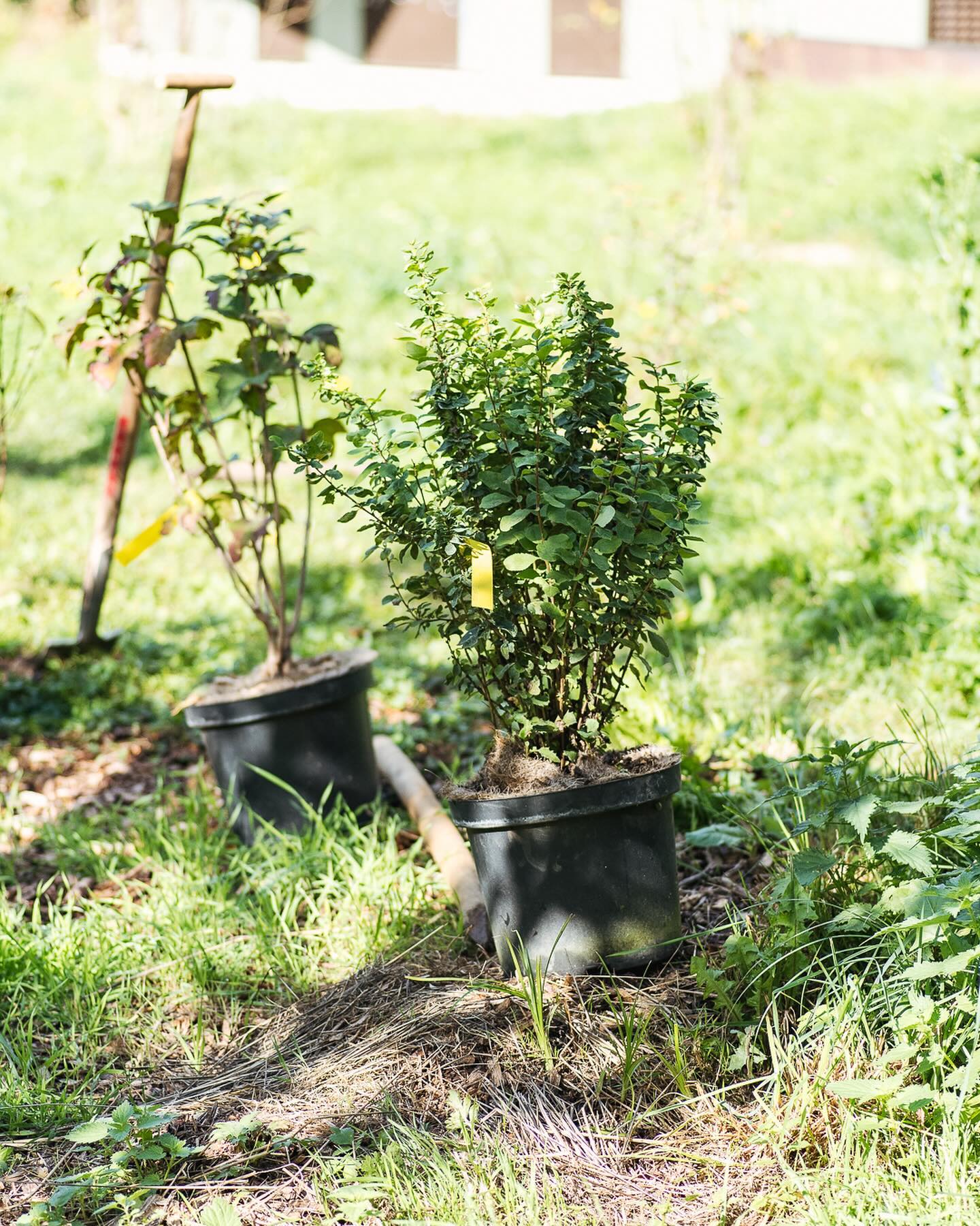 Am Sonntag konnten wir bei bestem Wetter die letzten Stauden und Sträucher für dieses Jahr Pflanzen. Nun sind das Halbschattenbeet und das neue Blumenbeet fertig bepflanzt. Wir freuen uns schon auf den Frühling und sind gespannt, wie alles werden wird. 
.
Gepflanzt haben wir unter anderem: 
- Waldfrauenfarn
- Hirschzungenfarn 
- Aufrechter Ziest
- Breitblättrige Waldglockenblume Alba
- Klebriger Salbei 
- Gelbe Skabiose 
- Waldanemone 
- Brandkraut 
- Silberwurz 
- Zierliches Federgras 
- verschiedene Akelei
- grosse Sternmiere 
- Weisse Taubnessel 
- Sterndolde 
- Grosser Wiesenknopf 
.
und die Sträucher:
- Berberitze
- blaue Heckenkirsche
- gemeiner Schneeball
- Faulbaum
- Bibernellrose
- Blaue Hechtrose, Bereifte Rose
.
#nachbarschaftsgarten #urbangardening #garten #gemeinschaftsgarten #zürichcity #seebach #urbanesgärtnern #städtischergarten #nachhaltigegärten #stadtgarten #wildstauden #wildhecke