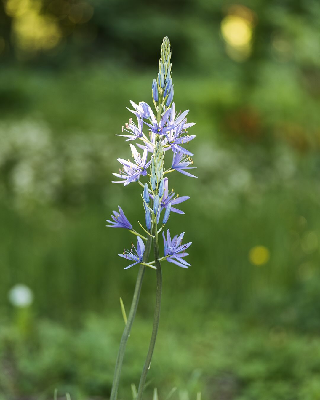 Blütenuptdate vom 10. Mai:
.
Letzte Woche war es ziemlich kalt, doch seit dem Wochenende ist es wieder warm und sonnig. 
.
Bild 1: Die blaue Prärielilie im Hügelblumenbeet
Bild 2: Kugelblume
Bild 3: hellblaue Bartiris oder was davon übrig ist trotz Schnecken…
Bild 4: Hellrosa Bartiris, die die Schnecken irgendwie weniger interessiert :)
Bild 5: Der erste Mohn blüht
Bild 6: Haferwurz (Wir wissen nicht, woher sie kommen…aber sie blühen schön :)
Bild 7: Wiesenwitwenblume
Bild 8: Flowersproud am blühen
Bild 9: weisse Strandnelke
Bild 10: Zierlauch
Bild 11: Skabiose Alba
Bild 12: Mausohrhabichtskraut
Bild 13: Niederliegender Ehrenpreis
Bild 14: Esparsette
Bild 15: Schopfige Traubenhyazinthe
Bild 16: Bibernellrose

#nachbarschaftsgarten #urbangardening #garten #gemeinschaftsgarten #zürichcity #seebach #urbanesgärtnern #städtischergarten #nachhaltigegärten #springtime #perennialgarden #imgarten #frühlingsgarten #gartenfreude #naturnahergarten  #naturgartenfreude  #inmeinemgarten #naturalgarden #camassia #prärielilie
