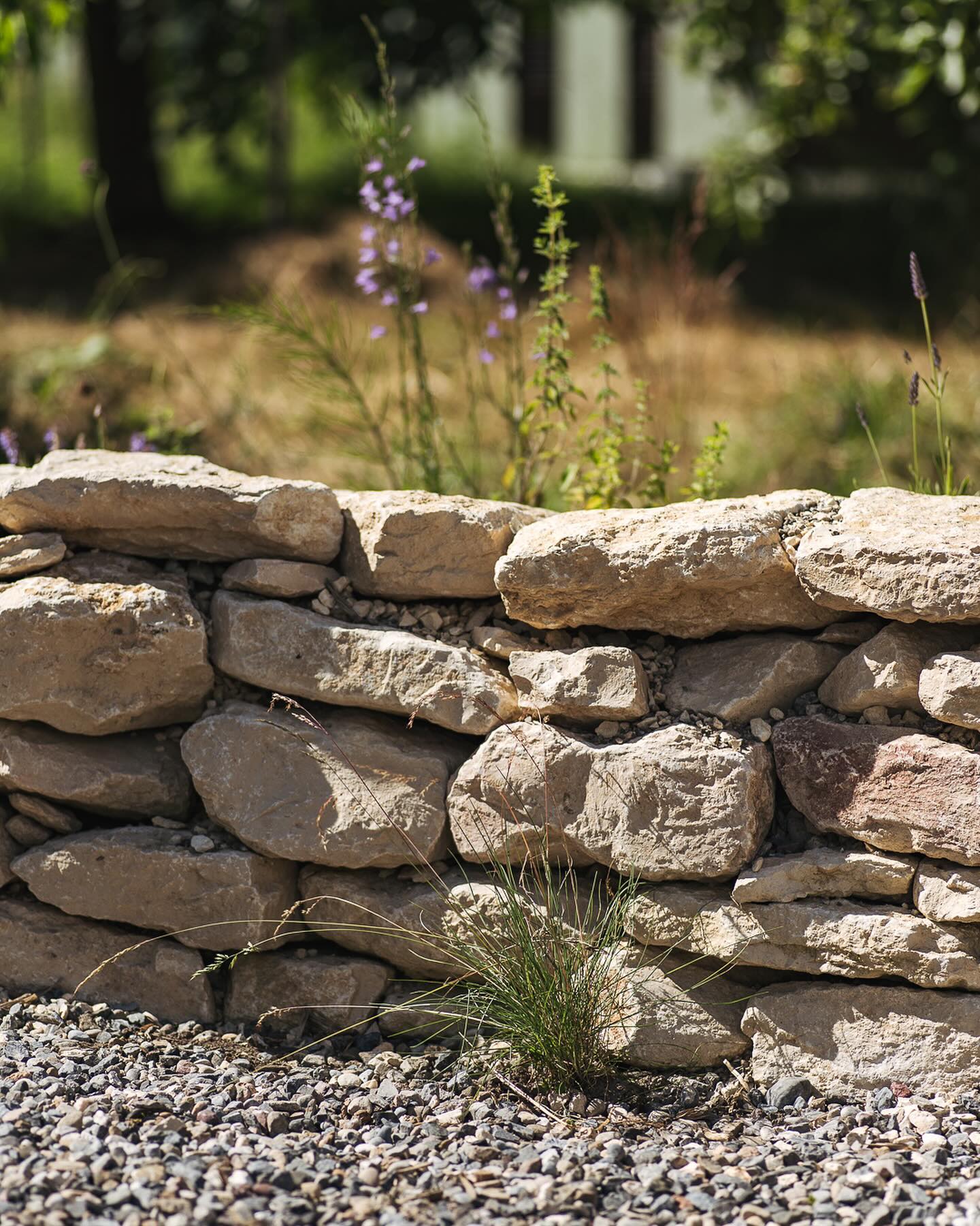 Der mediterane Garten mit Trockenmauer entwickelt sich so langsam :) die Bepflanzung hat leider auch durch Schnecken gelitten, trotz des sehr sonnigen und trockenen Standortes… aber wenn es regnet, dann halt überall… aber so langsam blühen vermehrt die Stauden. Insbesondere die Rapunzelklockenblume beginnt zu blühen, das Currykraut steht kurz davor. Die Lavendel blühen ebenso, und auch die Taubenskabiose. Der weisse Steppensalbei ist frisch geplanzt, weil die Schnecken alle anderen Steppensalbei gefressen haben! Wir sind sehr gespannt, wie der Gartenbereich dann in einem Jahr aussehen wird. 
#garten #gemeinschaftsgarten #zürichcity #seebach #urbanesgärtnern #städtischergarten #nachhaltigegärten #stadtgarten #naturgarten #trockenmauer #trockengarten #trockenheitsverträglichepflanzen #trockenheitsliebendepflanzen #mediteranergarten