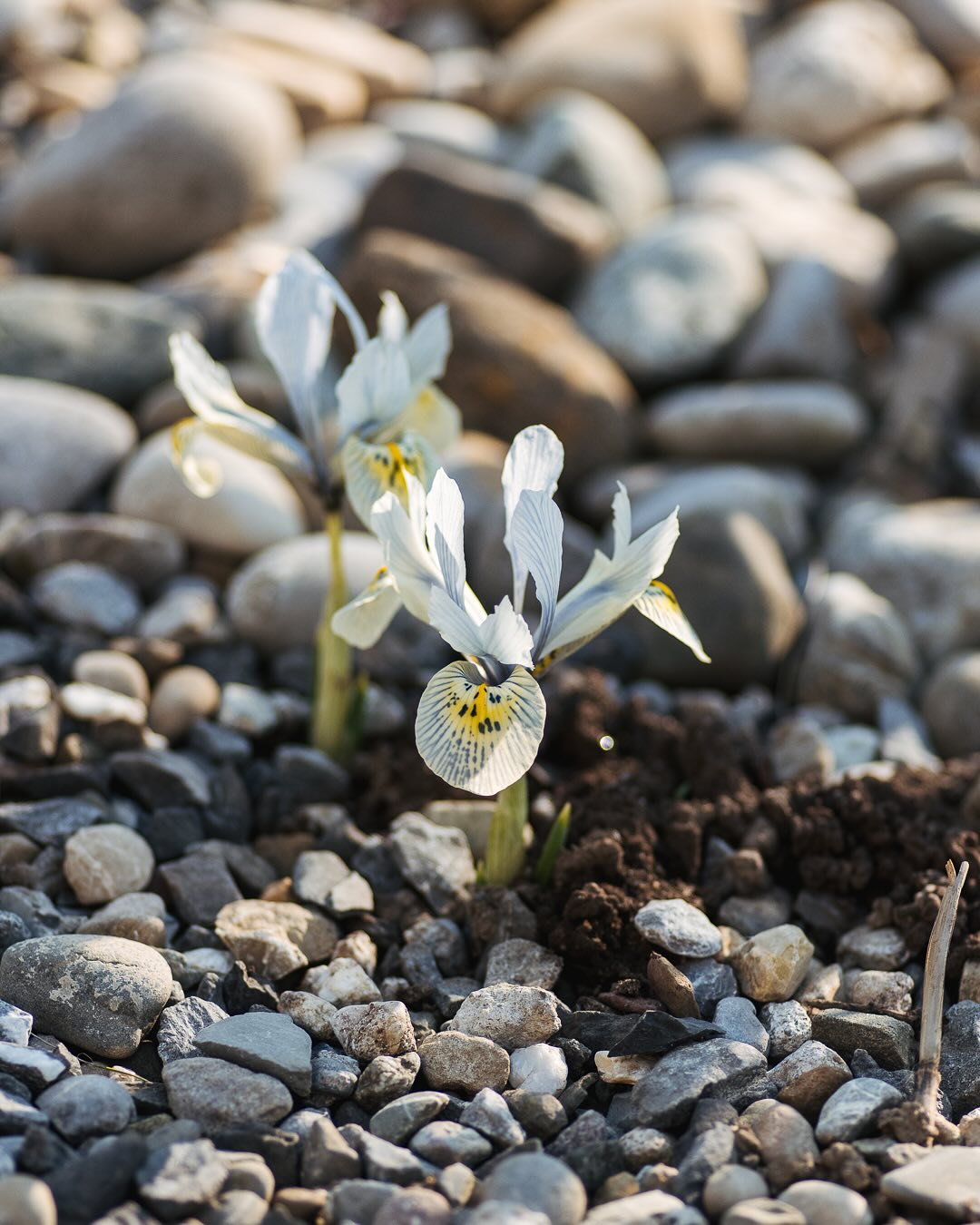 Überall blühen nun die frühen Zwergiris im Garten :) und die Lenzrosen geben nochmal alles.
.
#nachbarschaftsgarten #urbangardening #garten #gemeinschaftsgarten #zürichcity #seebach #urbanesgärtnern #städtischergarten #nachhaltigegärten #iris #zwergiris #zwergiris_reticulata #irisreticulata