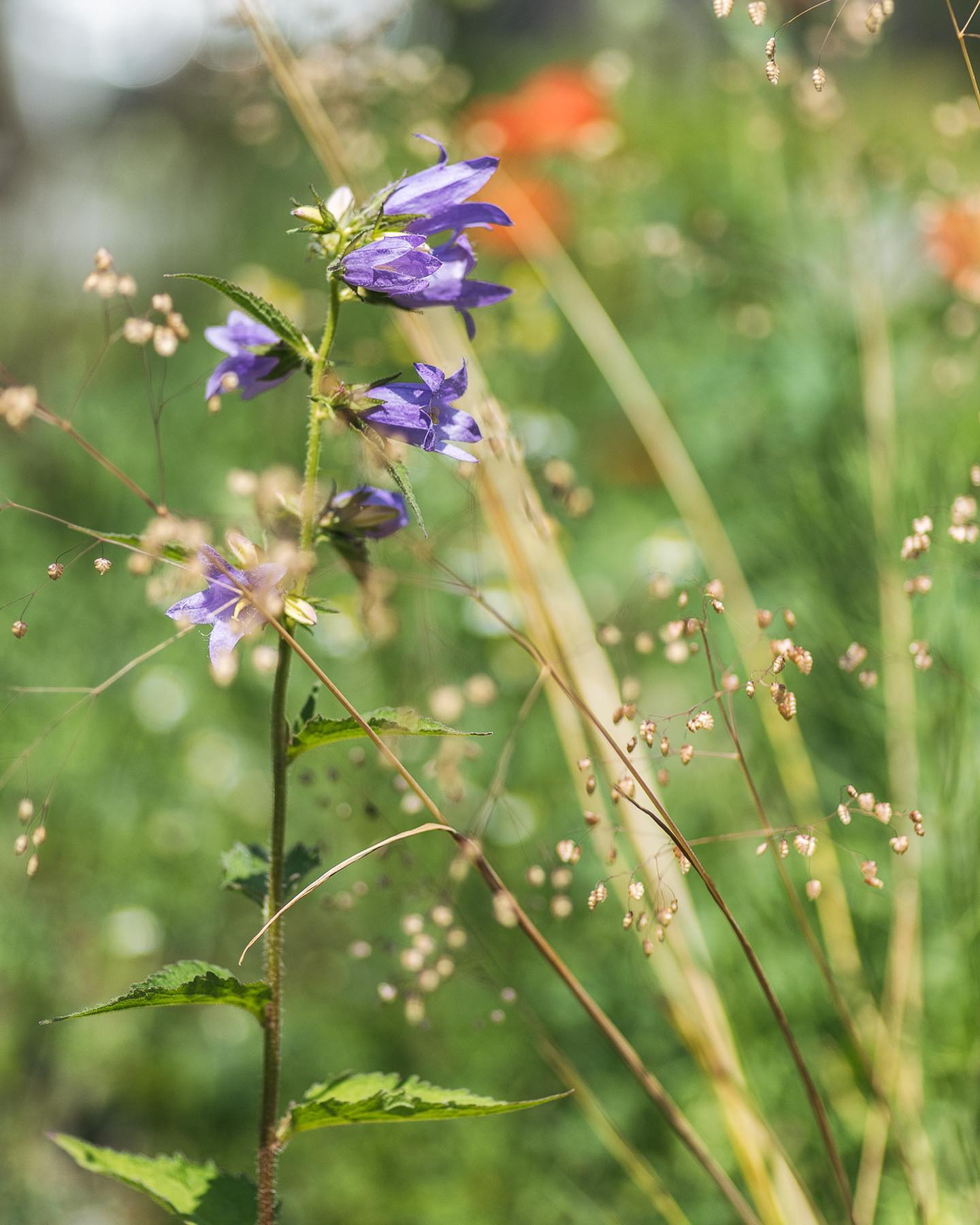 Blüten-Update: 
.
Die Nesseblättrige Glockenblume blüht jetzt auch. 
.
Der blaue Lein blüht überall im Beerengarten und auf der offenen Fläche. Einen Teil davon haben wir sicher ausgespäht, wohl aber nicht alles.
.
Ausserdem habe ich folgendes im Beetbereich und in den wilden Wiesenteilen entdeckt:
- Weinberglauch (am Bach und in Beetnähe)
- Rosen Malve (unter div. Bäumen)
- noch mehr Kamille (wohl aus der Wildblumensaatmischung)
- Blutweiderich (am Bach und beim Teich)
- Ginster Leinkraut (gepflanzt im Beet)
- echtes Eisenkraut (beim Teich)
- Ysop (gepflanzt auf dem Steinhaufen)
.
#nachbarschaftsgarten #urbangardening #garten #gemeinschaftsgarten #zürichcity #seebach #urbanesgärtnern #städtischergarten #nachhaltigegärten #wildstauden #blühtenpracht #blütenzauber #junigarten #naturgarten #biodiversität #biodiversitätschweiz