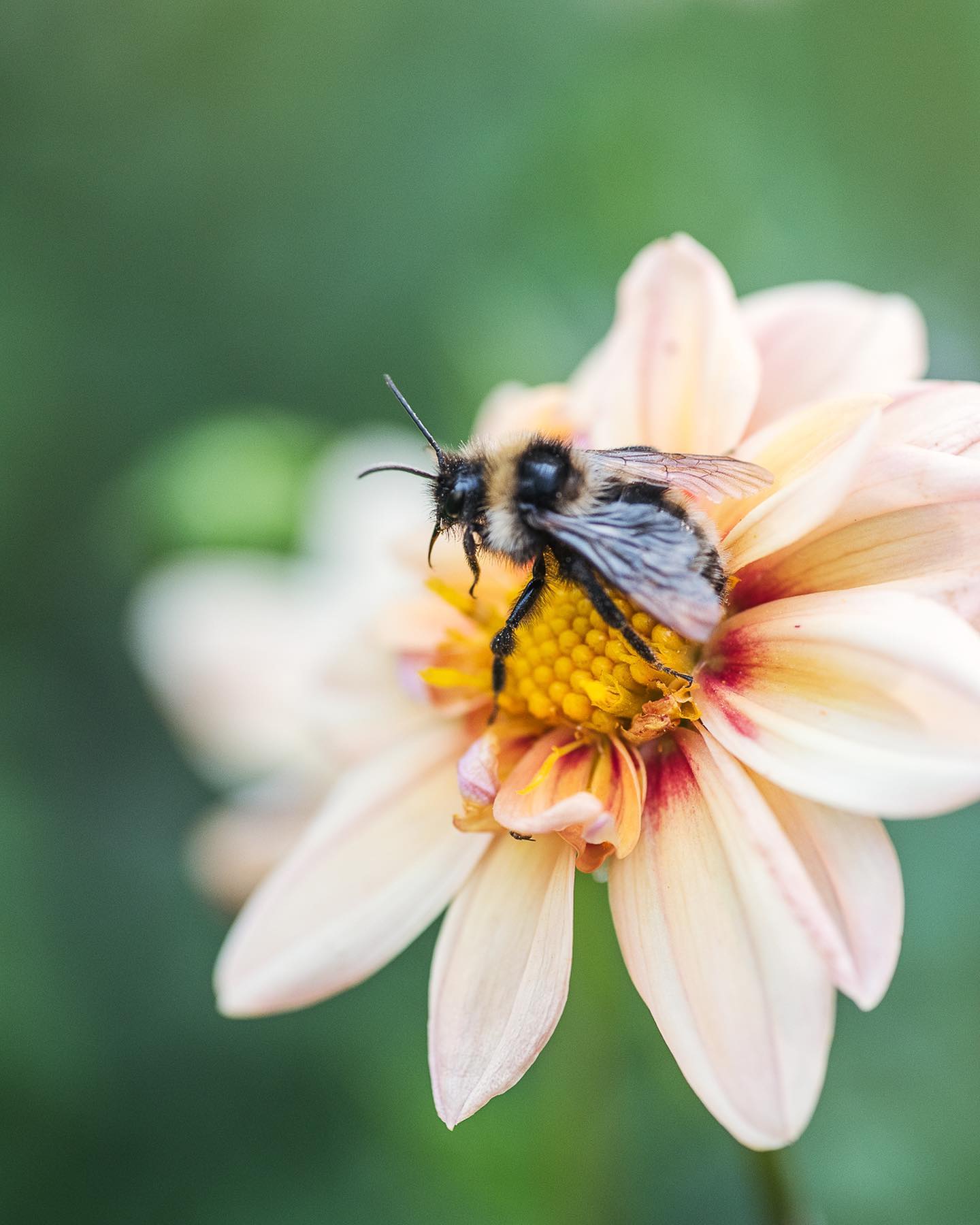 Die Dahlie ist derzeit besonders beliebt bei den Hummeln und Bienen. Dieses besonders grosse und schöne Tier ist mir gestern begegnet. 
.
#nachbarschaftsgarten #urbangardening #garten #gemeinschaftsgarten #zürichcity #seebach #urbanesgärtnern #städtischergarten #nachhaltigegärten #naturgarten #dahlias #dahlien #hummel #bumbelbee #insektengarten #augustgarden