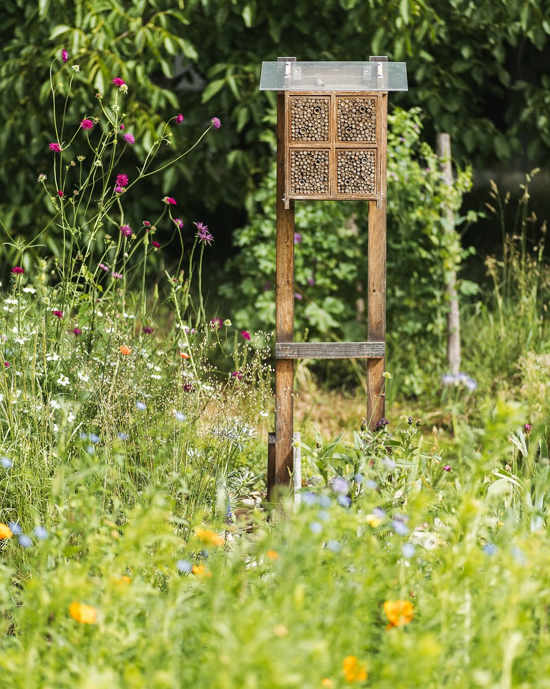 Wildblumenwiese 1. Versuch
.
Letzten Jahr wuchs hier nur Fingerkraut. Nun haben wir die Fläche im Februar davon befreit und mit Kies und Sand abgemagert. 
Danach haben wir gesäht und nun blühen die ersten Blumen. Hauptsächlich kalifornischer Mohn und Büschelblume, aber auch Lein und Senf. Wir sind gespannt, was noch alles blühen wird und ob die Fläche auch in Zukunft weiter so blühen wird… Der Boden am Bach ist doch recht fett, auch wegen seiner Vergangenheit als Schrebergarten. Da wurde natürlich so einiges in den Boden gebracht…
.
Aber wir freuen uns auf jeden Fall, dass es nun rund um den Wildbienenturm blüht. Direkt daneben blüht gerade eine wunderschöne Kombination aus Mazedonischer Witwenblume und weisser Jungfer im Grünen. 
.
#nachbarschaftsgarten #urbangardening #garten #gemeinschaftsgarten #zürichcity #seebach #urbanesgärtnern #städtischergarten #nachhaltigegärten #gartenfreude #wildblumenwiese #blumenwiese #stadtzürich #stadtgarten #stadtwiese