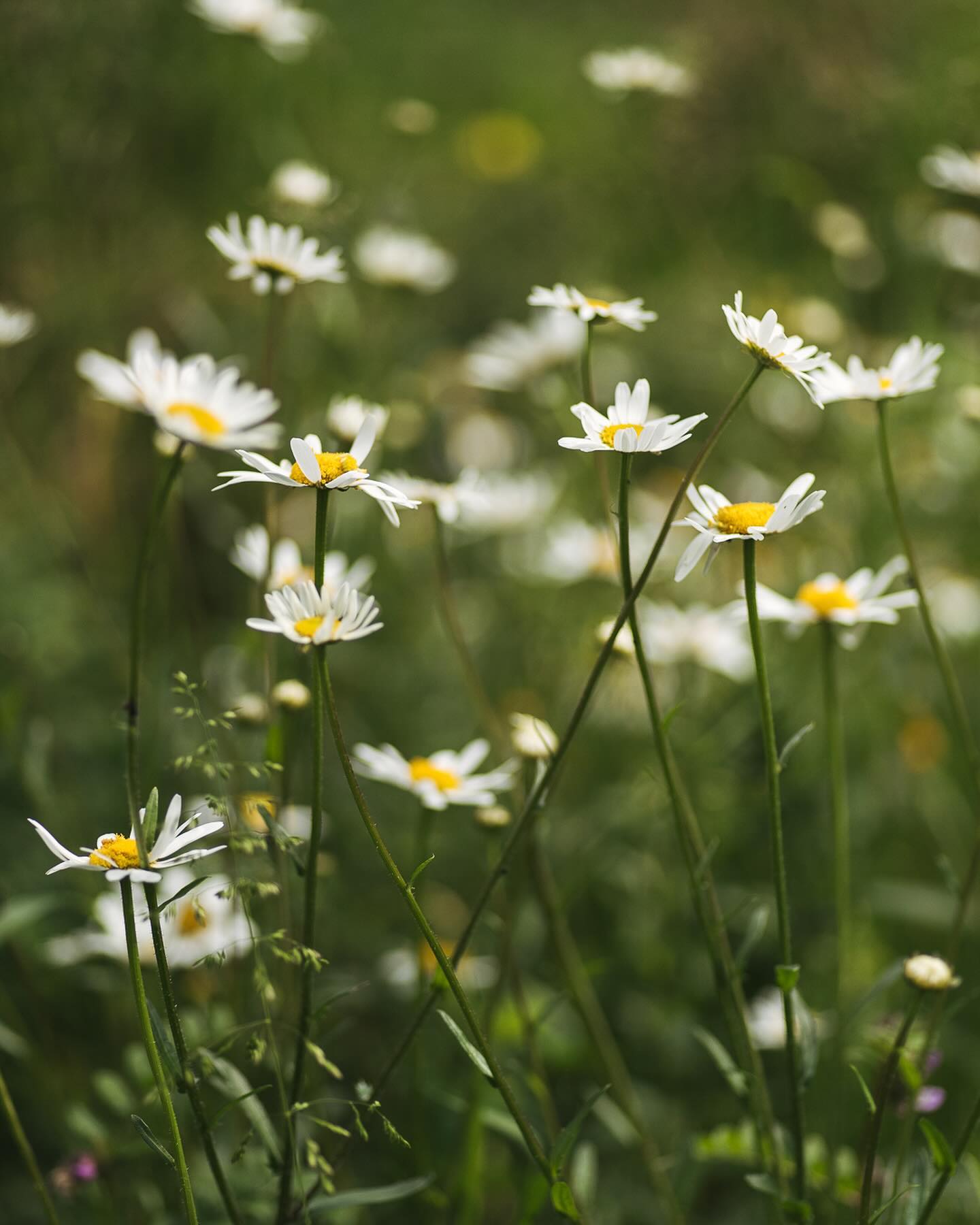 Blütenuptdate vom 28. Mai:
.
Bild 1: Wiesenmargerite
Bild 2: Hundskamille
Bild 3: gemeine Braunwurz
Bild 4: Grasnelke
Bild 5: Ästige Graslilie
Bild 6: Bulgarischer Lauch
Bild 7: weisser Schnittlauch
Bild 8: Pyrenäen Storchschnabel
Bild 9: rosa Skabiose
Bild 10: Strahlenbreitsame
.
#garten #gemeinschaftsgarten #zürichcity #seebach #urbanesgärtnern #städtischergarten #nachhaltigegärten #blüten #margeriten #wiesenmargerite #maigarten #flowergarden