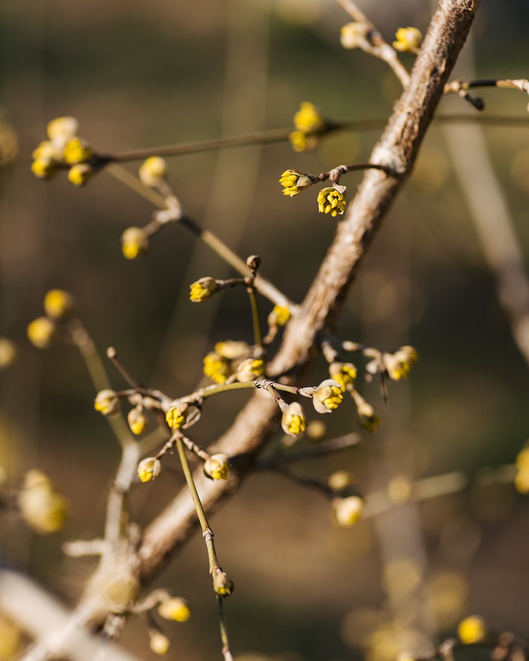 Die Kornellkirsche am letzten Montag und gestern. Letztes Jahr hat sie tatsächlich schon am 19. Februar geblüht, aber momentan holt die Natur mächtig auf. 
.
#nachbarschaftsgarten #urbangardening #garten #gemeinschaftsgarten #zürichcity #seebach #urbanesgärtnern #städtischergarten #nachhaltigegärten #springgarden #kornellkirsche #frühblüher🌷