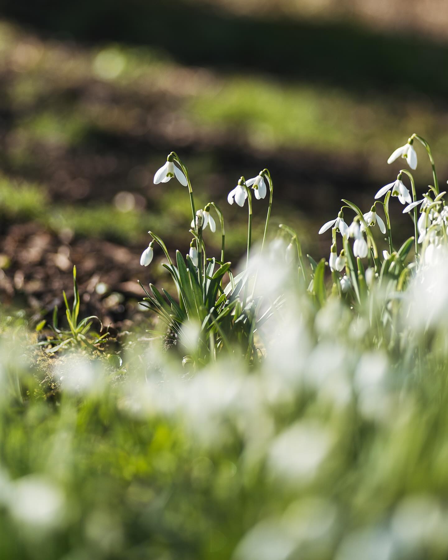 Heute war ein Prachtstag, 12 Grad und Sonnenschein. Nächste Woche soll es so warm und schön blieben. Wie Winter fühlt sich das nicht mehr an… Die Schneeglöckchen sind gerade wunderschön. 
.
#nachbarschaftsgarten #urbangardening #garten #gemeinschaftsgarten #zürichcity #seebach #urbanesgärtnern #städtischergarten #nachhaltigegärten #februargarten #frühblüher #galanthus #schneeglöckchen #snowdrop #earlyspring #earlyspringflowers