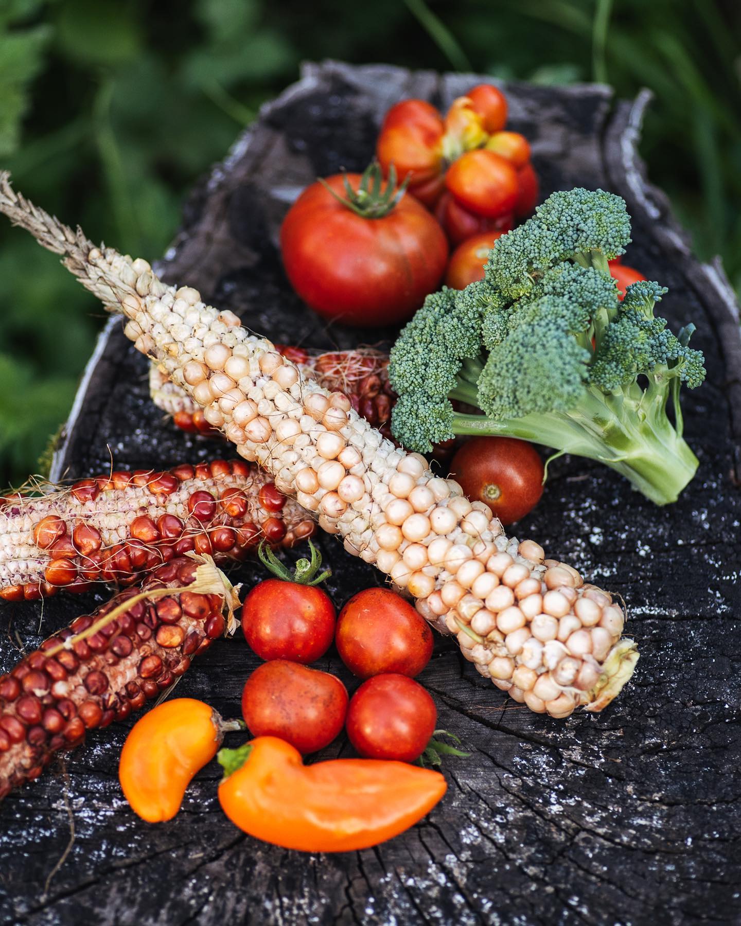 Herbsternte. Die Tomaten wachsen immer noch weiter. Bei den Temperaturen auch kein Wunder… Die Herbsthimbeeren werden nun auch langsam reif und schmecken vorzüglich :)
Das Hügelbeet ist momentan ausserdem von der Kapuzinerkresse überwuchert! Sieht schön aus und schmeckt auch noch gut!
.
#nachbarschaftsgarten #urbangardening #garten #gemeinschaftsgarten #zürichcity #seebach #urbanesgärtnern #städtischergarten #nachhaltigegärten #hügelbeet #hugelkultur #gemüsegarten #ernteglück #gartenernte