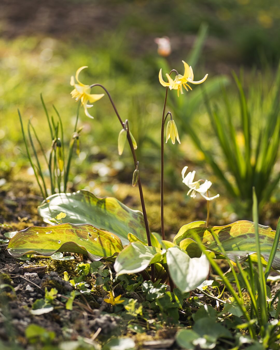 Die Hundszahnlilien blühen. Sie gehören zu meinen Lieblingsblumen im Garten. Besonders die Erythronium Pagoda sind einfach wunderschön. Neu haben wir aber auch noch kleinere weisse zur Ergänzung. 
.
#nachbarschaftsgarten #urbangardening #garten #gemeinschaftsgarten #zürichcity #seebach #urbanesgärtnern #städtischergarten #nachhaltigegärten #springtime #inmygardentoday #gardendesign #naturgarten #biodiversity #gardeninspiration #perennialgarden #imgarten #frühblüher #frühlingsbote #frühlingsgarten #gartenfreude #naturnahergarten  #naturgartenfreude #schätzedernatur #inmeinemgarten #heuteimgarten #naturalgarden 
#erythronium #erythroniumpagoda #hundszahnlilie