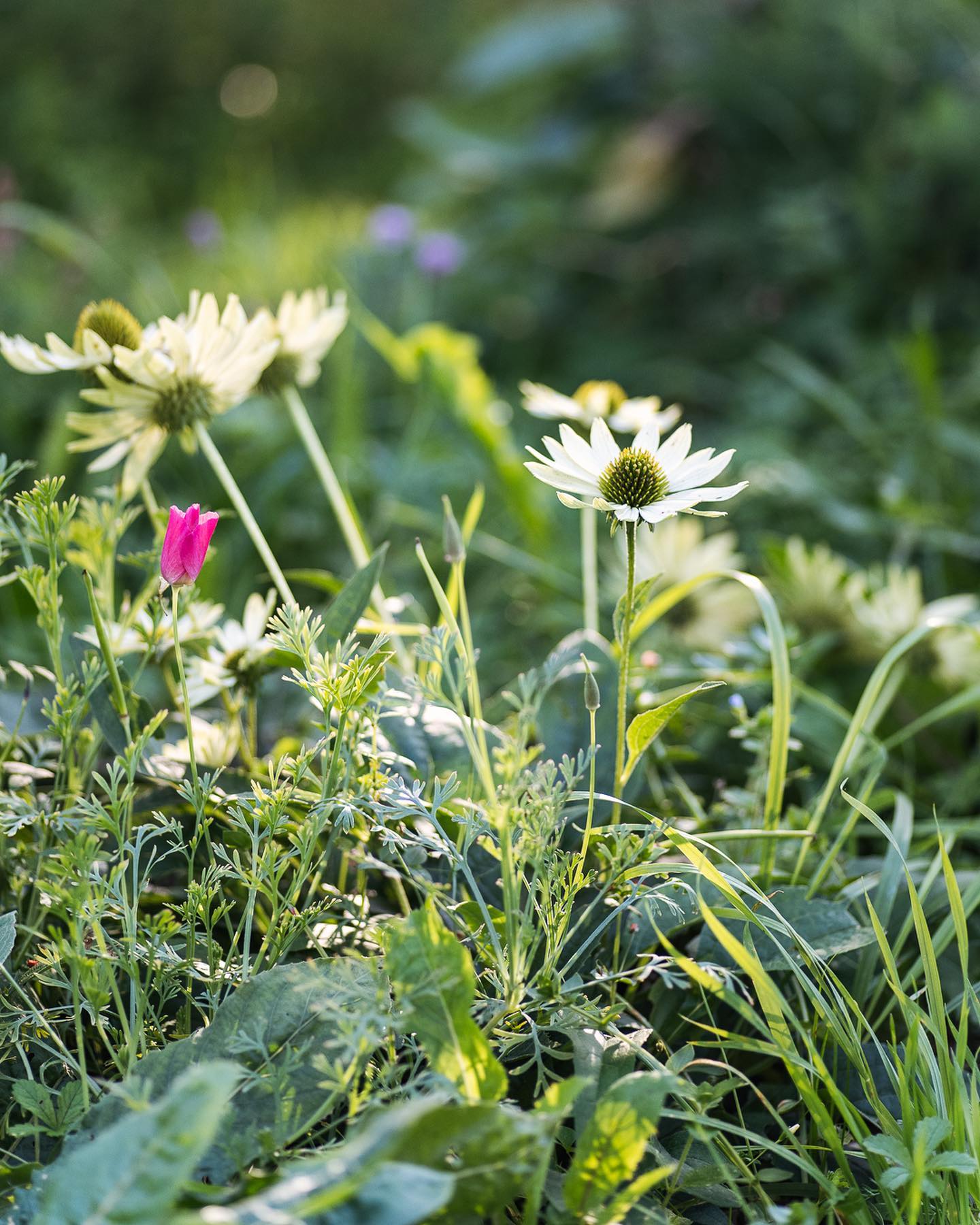 Ausserdem nochmals ein paar Impressionen aus der letzten Septemberwoche. 
.
Nächste Woche Sonntag gibts dann bei uns wieder einen grossen Gartenarbeitstag. Wir freuen uns schon.
.
#nachbarschaftsgarten #urbangardening #garten #gemeinschaftsgarten #zürichcity #seebach #urbanesgärtnern #städtischergarten #nachhaltigegärten #naturgarten #herbstgarten #septembergarden #gartenimpressionen
