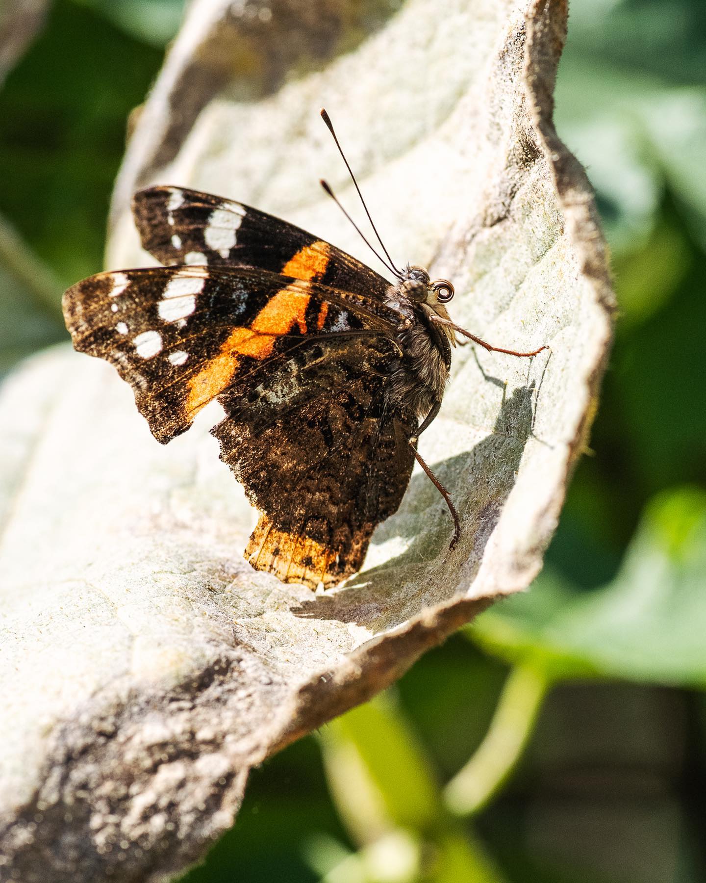 In den letzten beiden Wochen haben wir doch einige hübsche Insekten im Garten entdeckt. Die Admiral Schmetterlinge sind letzte Woche vermehrt aktiv gewesen. 
.
#nachbarschaftsgarten #urbangardening #garten #gemeinschaftsgarten #zürichcity #seebach #urbanesgärtnern #städtischergarten #nachhaltigegärten #naturgarten #insektengarten #schmetterling #schmetterlingsgarten #septembergarden #stadtwildtiere #stadtinsekten