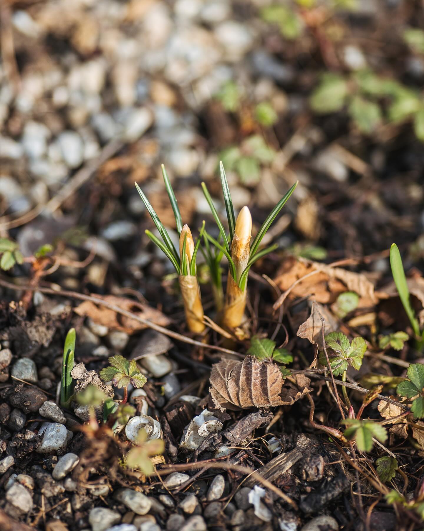 Es bleibt warm und heute kam sogar mal die Sonne raus. Die Krokusse beginnen zu blühen und auch die erste Zwergiris blüht, wurde aber irgendwie drangsaliert. Es spriesst überall heraus, viele Tulpen sind schon zu sehen. Und überall kommt der Barlach raus :) Nun kommen endlich auch im neuen Halbschattenbeet die ersten Zwiebelgewächse raus. Das beruhigt mich etwas, ich dachte schon, dass es da ev. zu nass war. Ausserdem treiben die Himbeeren und Frühbeeren schon aus und auch in der Wildhecke sieht man schon erstes grün. Das ist alles schon sehr früh…
.
#nachbarschaftsgarten #urbangardening #garten #gemeinschaftsgarten #zürichcity #seebach #urbanesgärtnern #städtischergarten #nachhaltigegärten #stadtgarten #frühblüher #krokus #essprießt