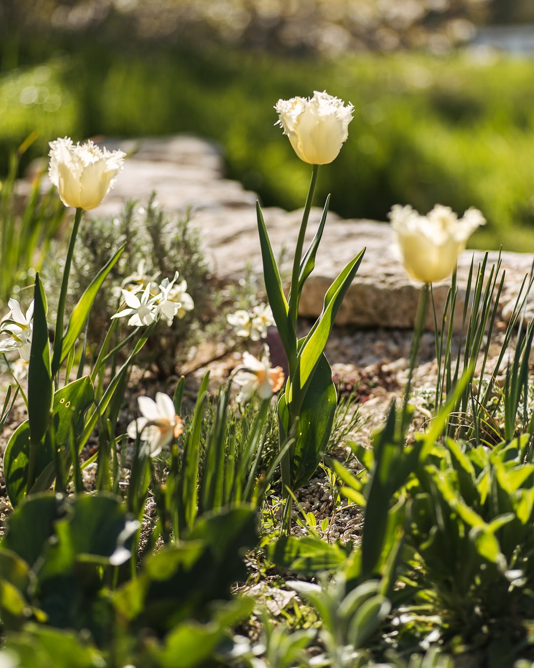 Trotz des üblen Zwischenfalls gestern, darf man sich natürlich über das Schöne freuen! Der mediterrane Garten sieht gerade wunderschön aus mit den Tulpen und Narzissen, welche blühen. 
.
#nachbarschaftsgarten #urbangardening #garten #gemeinschaftsgarten #zürichcity #seebach #urbanesgärtnern #städtischergarten #nachhaltigegärten #springtime #inmygardentoday #mygarden #gartenschau #gardendesign #naturgarten #biodiversity #gardeninspiration  #iloveplants #perennialgarden #imgarten #frühblüher #frühlingsbote #frühlingsgarten #gartenfreude #naturnahergarten  #naturgartenfreude #schätzedernatur #inmeinemgarten #heuteimgarten #naturalgarden