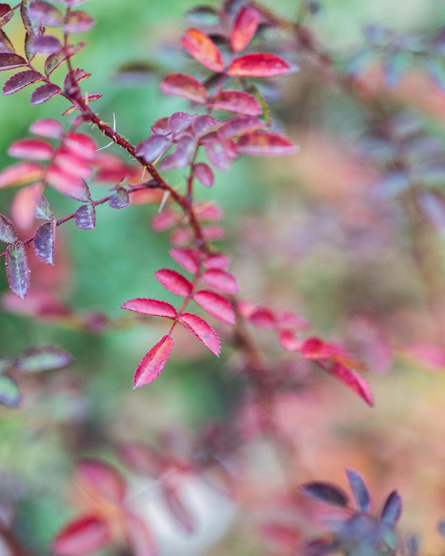 Nochmal ein paar Herbstfarben vom November. das wunderschöne Laub der Bibernell-Rose bevor der Schnee kam…
.
#nachbarschaftsgarten #urbangardening #garten #gemeinschaftsgarten #zürichcity #seebach #urbanesgärtnern #städtischergarten #nachhaltigegärten #stadtgarten #herbstfarben #herbstgarten