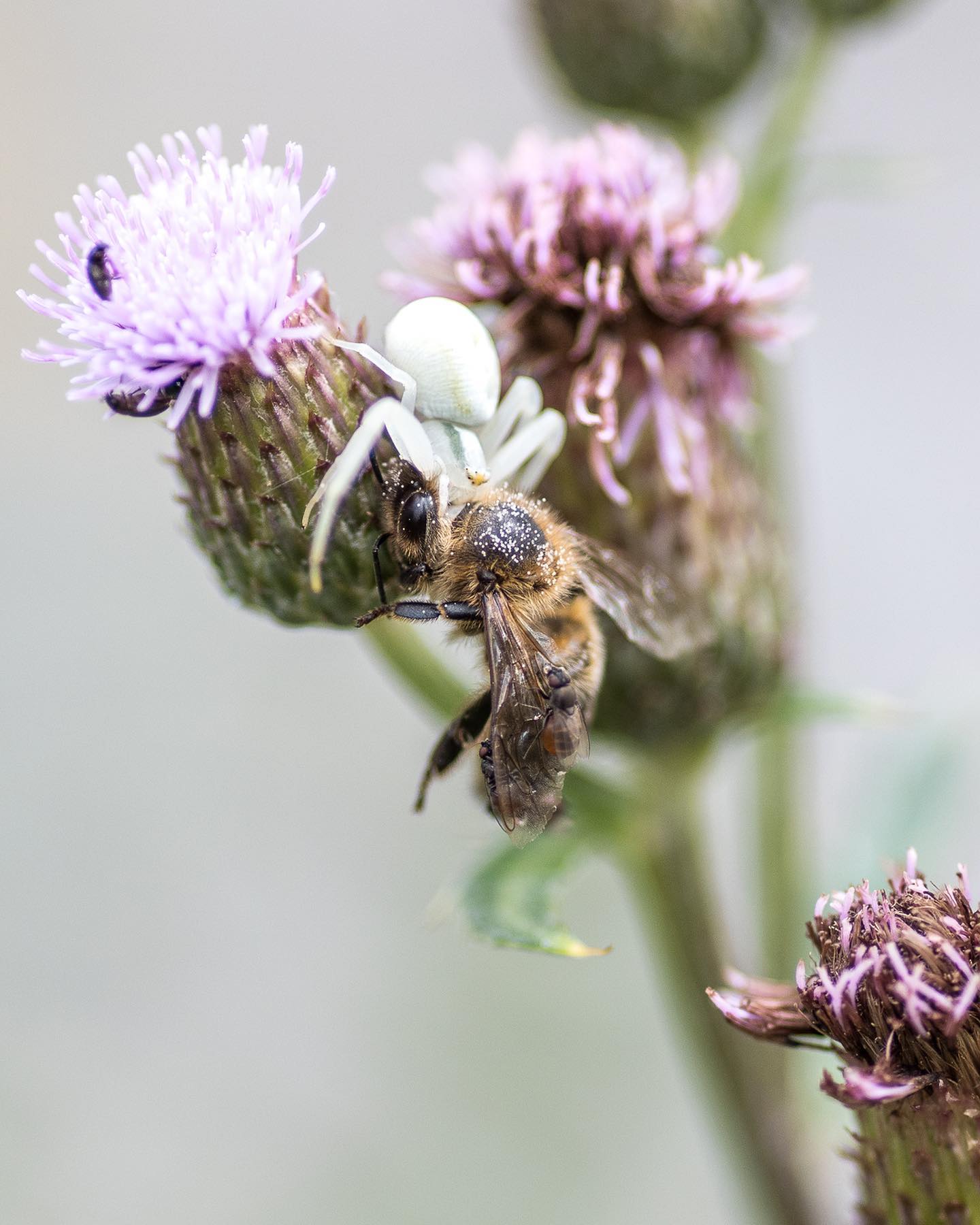 Mal wieder habe ich eine veränderliche Krabbenspinne beobachtet. Diesmal hat sie sich auf der Distel eine Biene geschnappt! und danach genüsslich gegessen… 
.
Ausserdem haben wir in den Gläsern über den Holzpfählen Spinnennester entdeckt. Hier ein besonders schönes Exemplar inkl. Eiablage. 
.
.
#nachbarschaftsgarten #urbangardening #garten #gemeinschaftsgarten #zürichcity #seebach #urbanesgärtnern #städtischergarten #stadtwildtiere #stadtfauna #biodiversität #spinnen #krabbenspinne