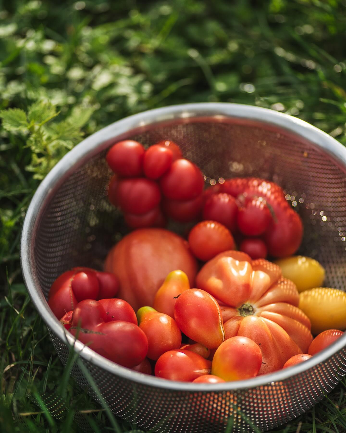 Spätsommer ist Erntezeit :) Die Tomaten kommen nun im Eiltempo und auch sonst ist so einiges los im Gemüsegarten. 
.
#garten #gemeinschaftsgarten #zürichcity #seebach #urbanesgärtnern #städtischergarten #nachhaltigegärten #stadtgarten #stadtgemüse #gemüse #gemüsegarten #erntezeit #ernteglück #gemüsegarten #gartengemüse