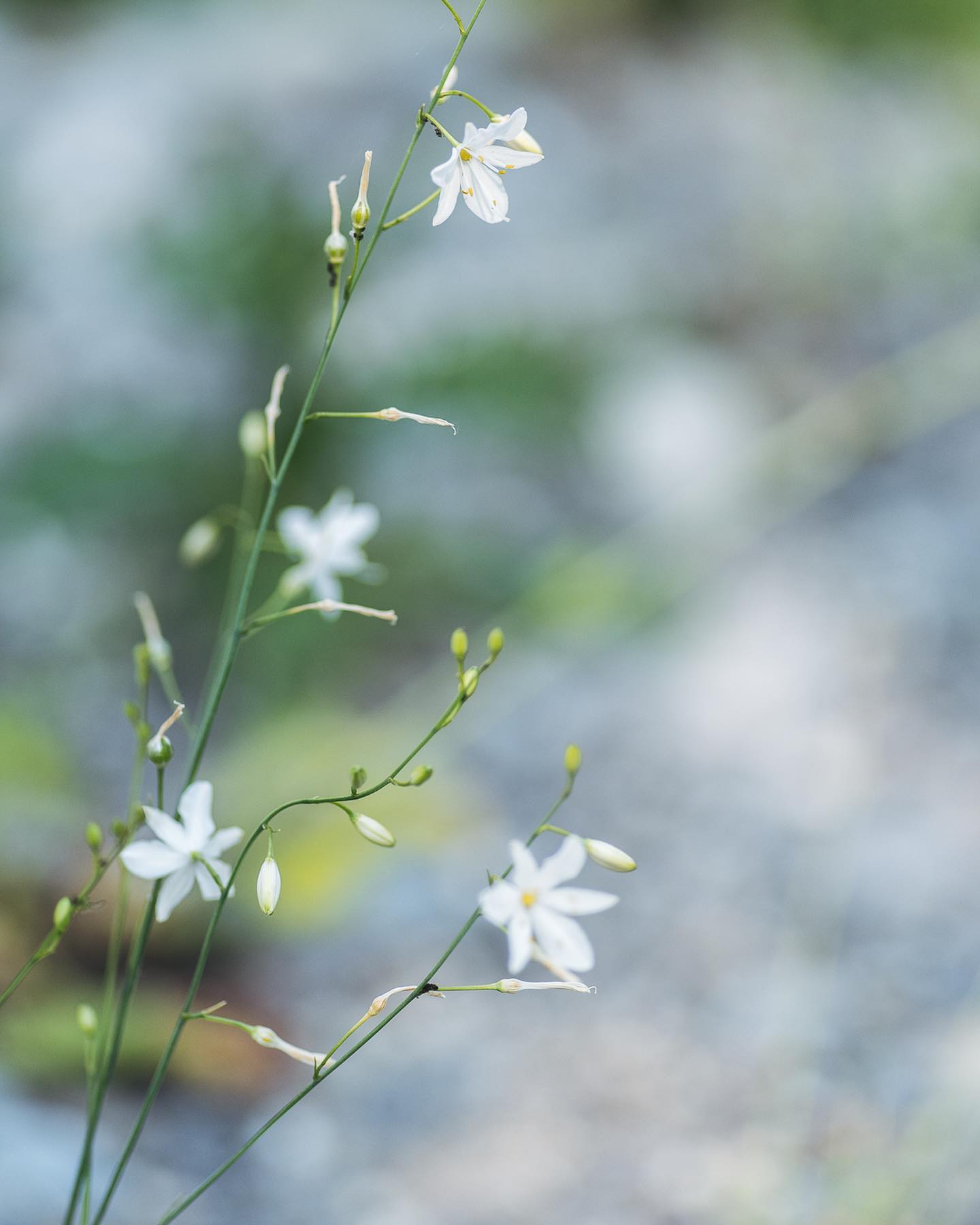 Blüten-Update: 
.
Die ästige Graslilie blüht wunderhübsch. Die anderen Exemplare hatten leider etwas mit Schneckenfrass zu kämpfen, leben aber noch und blühen dann hoffentlich nächstes Jahr auch. 
.
Ausserdem blüht gerade der rote Lein. Die Blüte ist erstaunlich ausdauernd, verglichen mit dem blauen Lein. 
.
Ausserdem habe ich folgendes im Beetbereich und in den wilden Wiesenteilen entdeckt:
- eine Kamillenart
- eine grosse Ochsenzunge
- eine Rapunzel Glockenblume
- Inkarnatklee
- Wilde Malven
.
#nachbarschaftsgarten #urbangardening #garten #gemeinschaftsgarten #zürichcity #seebach #urbanesgärtnern #städtischergarten #nachhaltigegärten #wildstauden #wildblumen #wildblumenwiese #blumenwiese #graslilie #junigarten