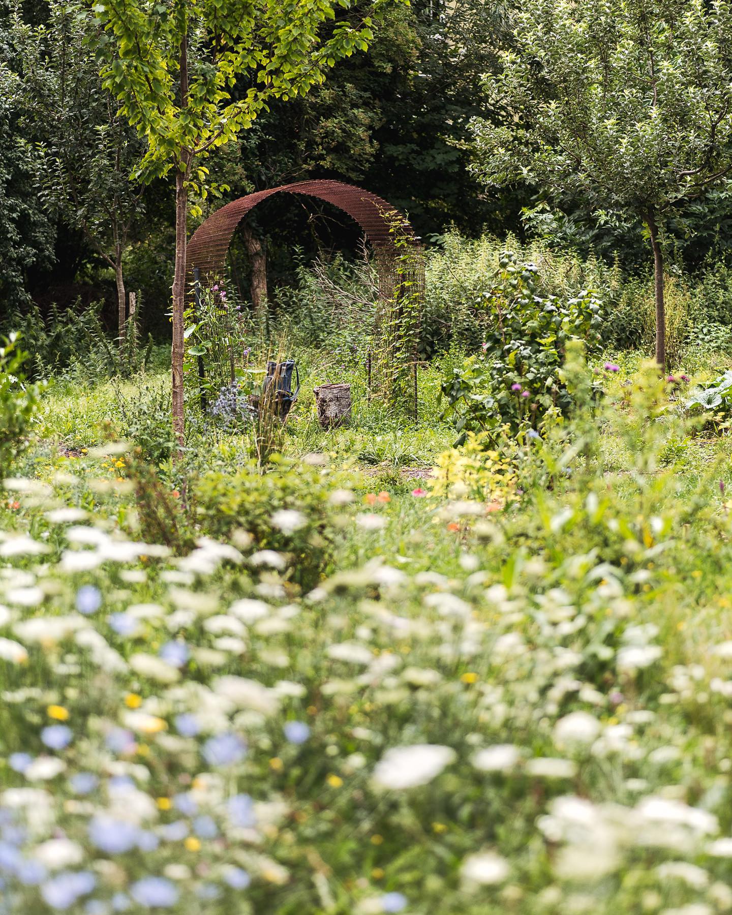 Impressionen aus dem Juli-Garten :). Die Wiese vor unserem Garten wurde zum Glück schon länger nicht mehr gemäht. Sie ist voll mit wilden Möhren und Wegwarten. Es wimmelt im Moment nur so von Hummeln und Bienen und Schmetterlingen. 
.
#nachbarschaftsgarten #urbangardening #garten #gemeinschaftsgarten #zürichcity #seebach #urbanesgärtnern #städtischergarten #nachhaltigegärten #naturgarten #juligarten #gartenimpressionen