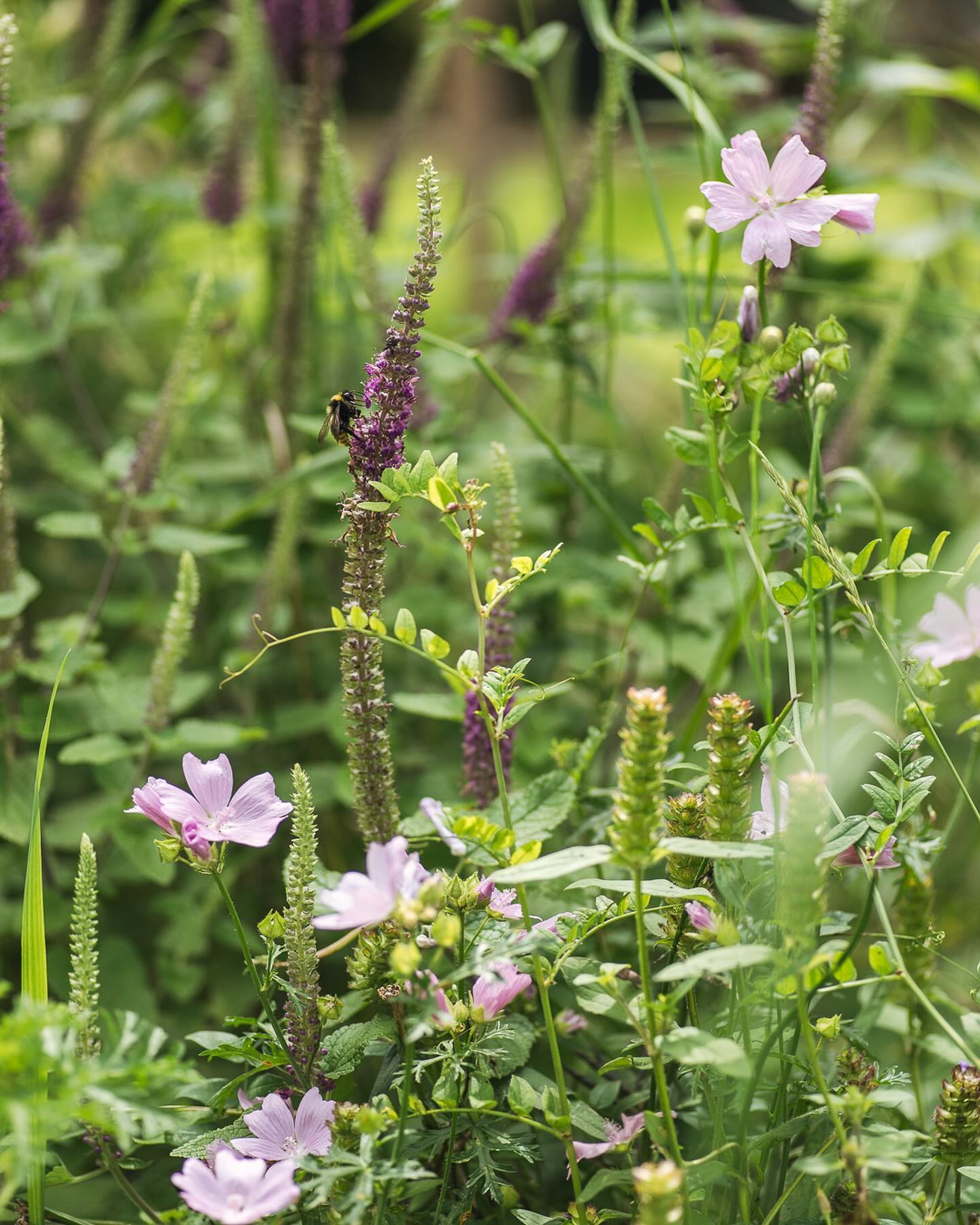 Gartenimpressionen aus dem Juligarten. Mittlerweile wechselt sich der Regen immerhin mit sonnig warmen Phasen ab… Der Kaukasusgamander blüht gerade wie verrückt und zieht unglaublich viele Bienchen und Hummeln an. Die Kombination mit der Rosenmalve gefällt mir besonders gut :). Die Rapunzelglockenblume blüht teils noch und nun gesellt sich auch noch der helllila Ziert dazu, sowie der Aufrechte weisse Ziest. Ausserdem blüht die wilde Möhre und die Braunelle auch gerade wunderhübsch.
.
#garten #gemeinschaftsgarten #zürichcity #seebach #urbanesgärtnern #städtischergarten #nachhaltigegärten #stadtgarten #stadtwildpflanzen #kaukasusgamander #rosenmalve #juligarten #wildstauden #wildstaudenbeet