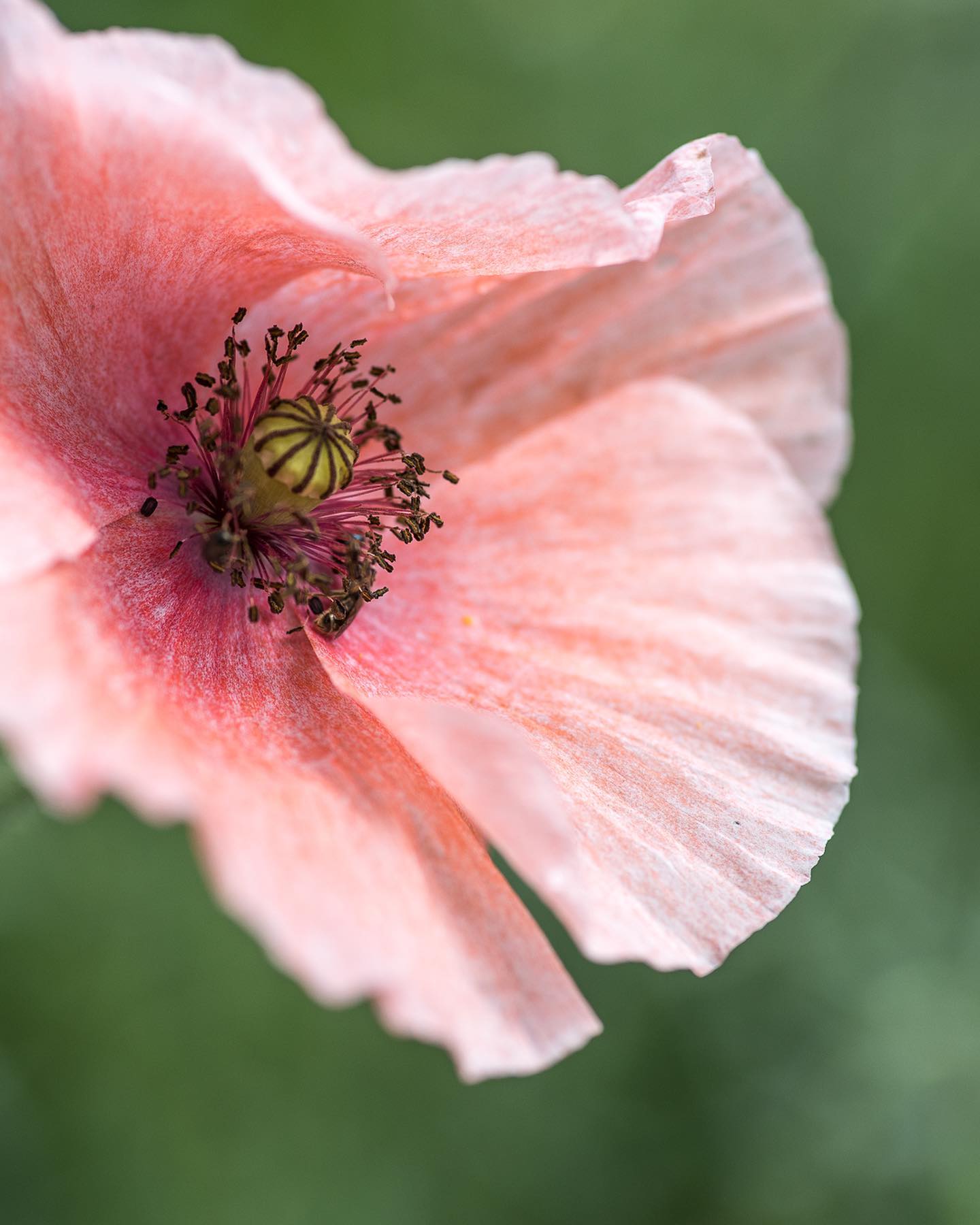 Noch einmal Mohn :)
.
Jetzt blühen diverse Farben und Blütenformen! Eine wahre Farbenpracht :)
.
#nachbarschaftsgarten #urbangardening #garten #gemeinschaftsgarten #zürichcity #seebach #urbanesgärtnern #städtischergarten #nachhaltigegärten #mohngarten #poppygarden #poppyflower #poppyflowers #mohnblüte