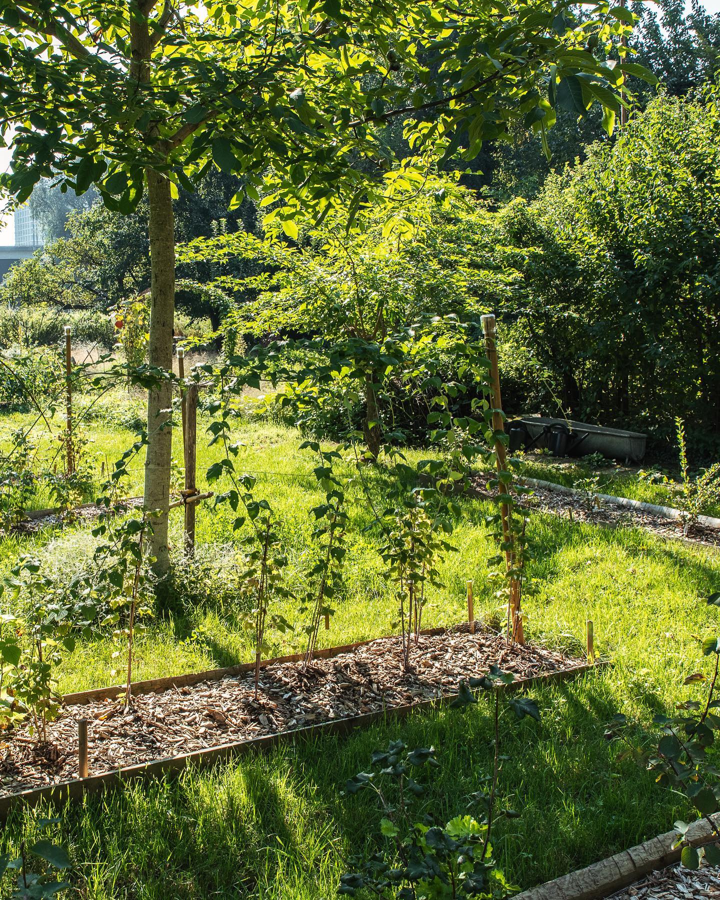 Und weil das Licht heute morgen so schön war, gibt es noch ein paar Gartenimpressionen am wohl letzten richtigen heissen Tag dieses Jahr. 
.
#nachbarschaftsgarten #urbangardening #garten #gemeinschaftsgarten #zürichcity #seebach #urbanesgärtnern #städtischergarten #nachhaltigegärten #naturgarten #gartenimpressionen #septembergarden #spätsommergarten #lichtschatten