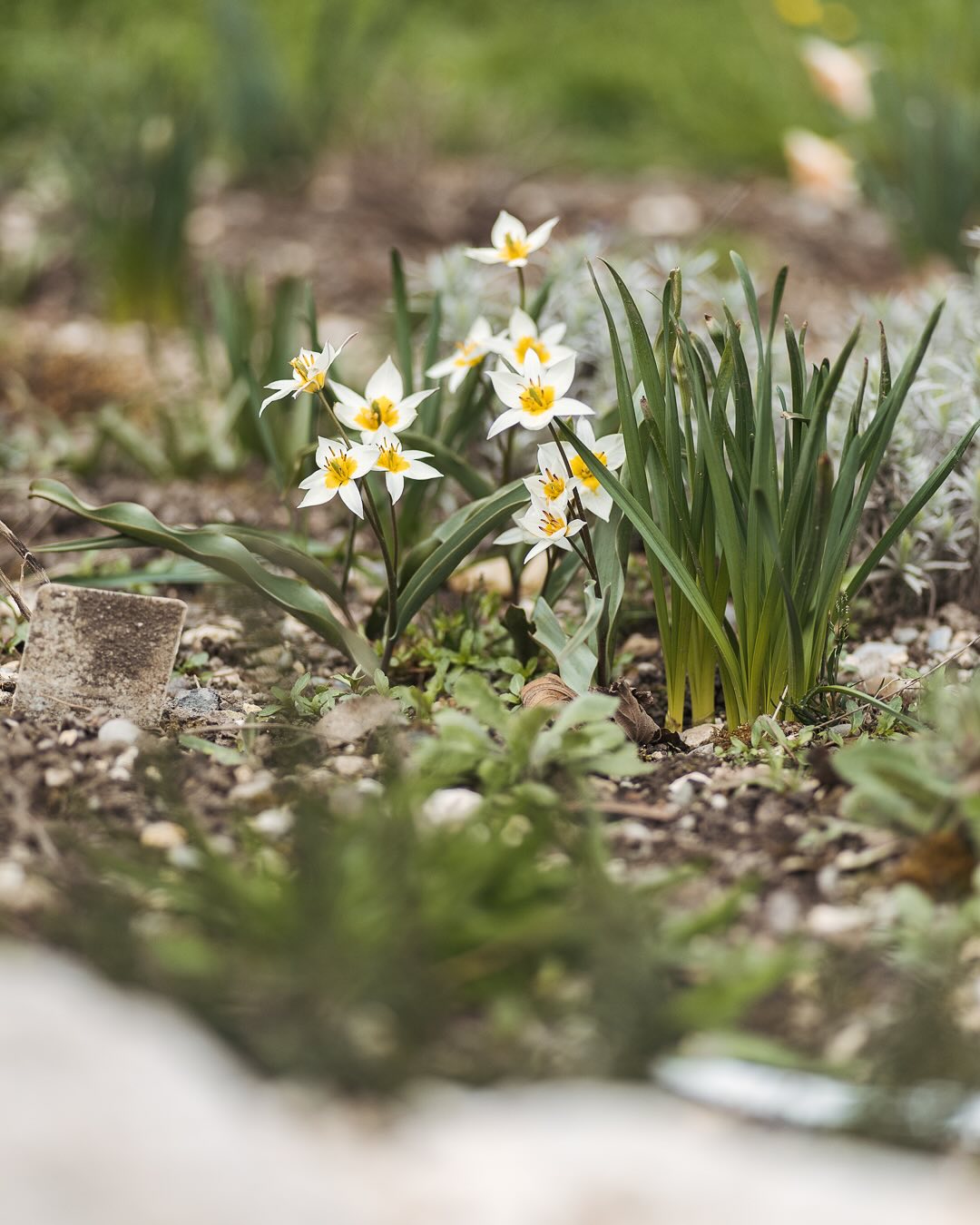Der mediterrane Garten letzte Woche. Die ersten Narzissen blühen und auch die ersten Wildtulpen :)
.
#nachbarschaftsgarten #urbangardening #garten #gemeinschaftsgarten #zürichcity #seebach #urbanesgärtnern #städtischergarten #nachhaltigegärten #mediteranergarten #wildtulip #wildtulips #wildtulpen #trockenbeet