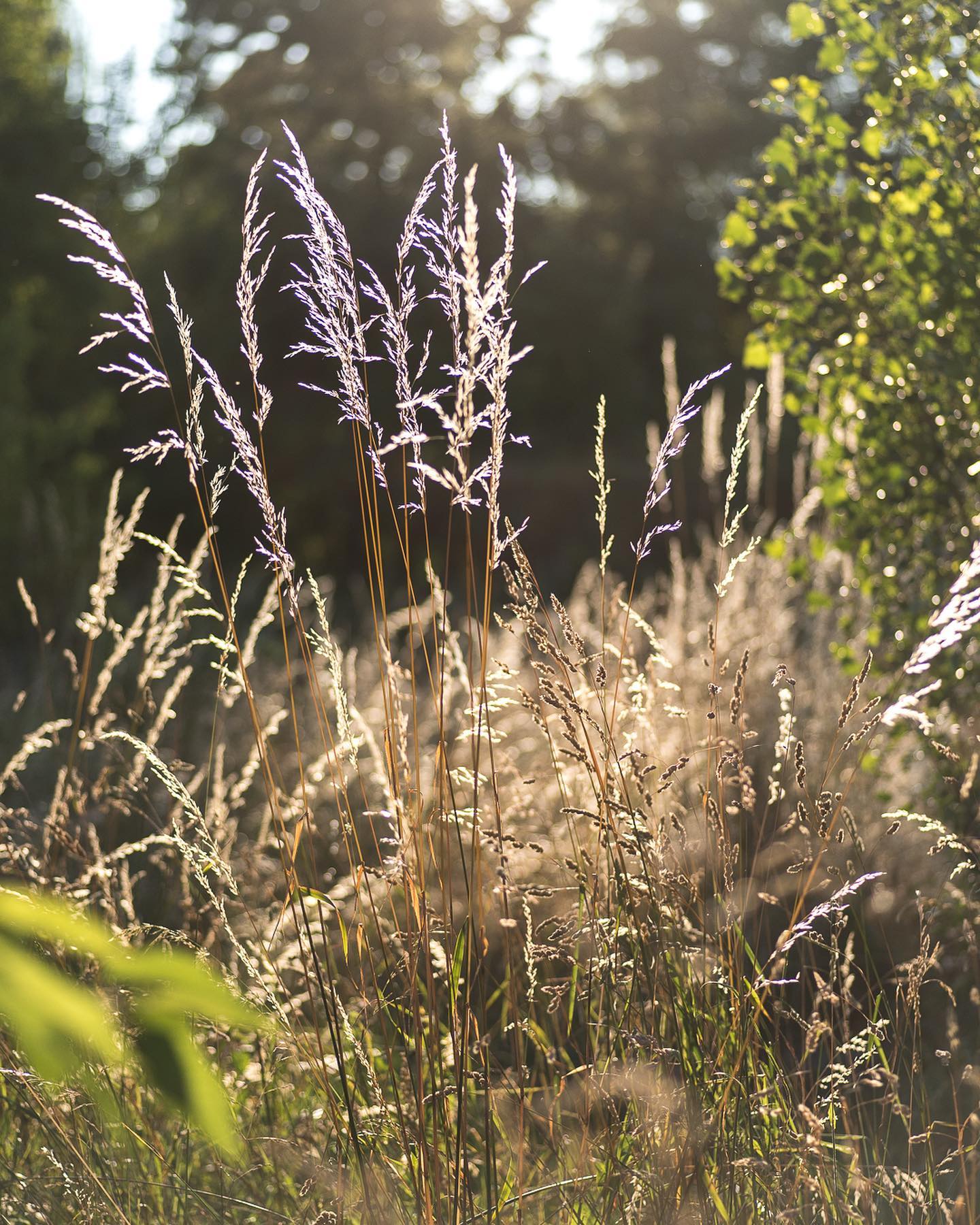 Abendstimmung im Nachbarschaftsgarten :)
.
#nachbarschaftsgarten #urbangardening #garten #gemeinschaftsgarten #zürichcity #seebach #urbanesgärtnern #städtischergarten #nachhaltigegärten #naturgarten #gräser #junigarten #eveninglight #abendsimgarten