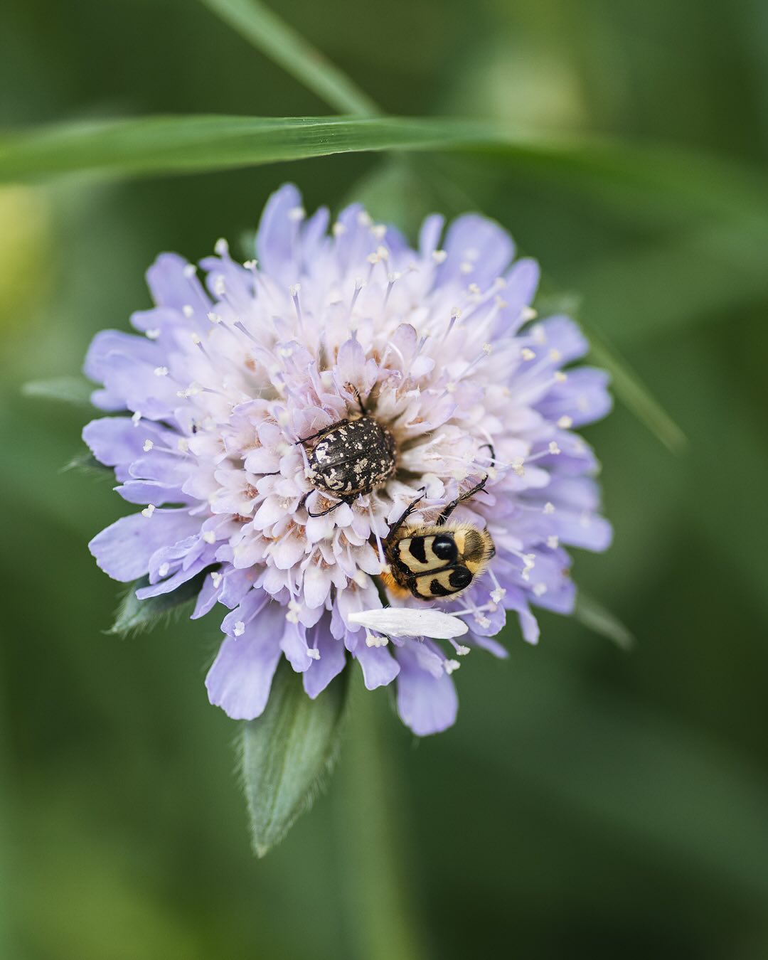 Käfer im Garten:
.
Die Funde oder zumindest die fotografierbaren Funde der letzten zwei Wochen.
.
Bild 1: Ein Pinselkäfer und ein Trauerrosenkäfer teilen sich die Blüte :)
Bild 2: Ein Pinselkäfer auf der verblühten Anemone
Bild 3: Ein Pinselkäfer auf dem verblühten Orientalischen Riesenmohn
Bild 4-5: Ich glaube ein weiblicher Schilfkäfer (zumindest sagt das mein iPhone…)
Bild 6-7: ein echter Widderbock (laut iPhone)
.
#nachbarschaftsgarten #urbangardening #garten #gemeinschaftsgarten #zürichcity #seebach #urbanesgärtnern #städtischergarten #nachhaltigegärten #imgarten #gartenfreude #naturnahergarten  #naturgartenfreude  #inmeinemgarten #naturalgarden #insektenimgarten #insektengarten #käferimgarten #käfergarten #stadtinsekten #insektenfotografie #käferfotografie #pinselkäfer #trauerrosenkäfer