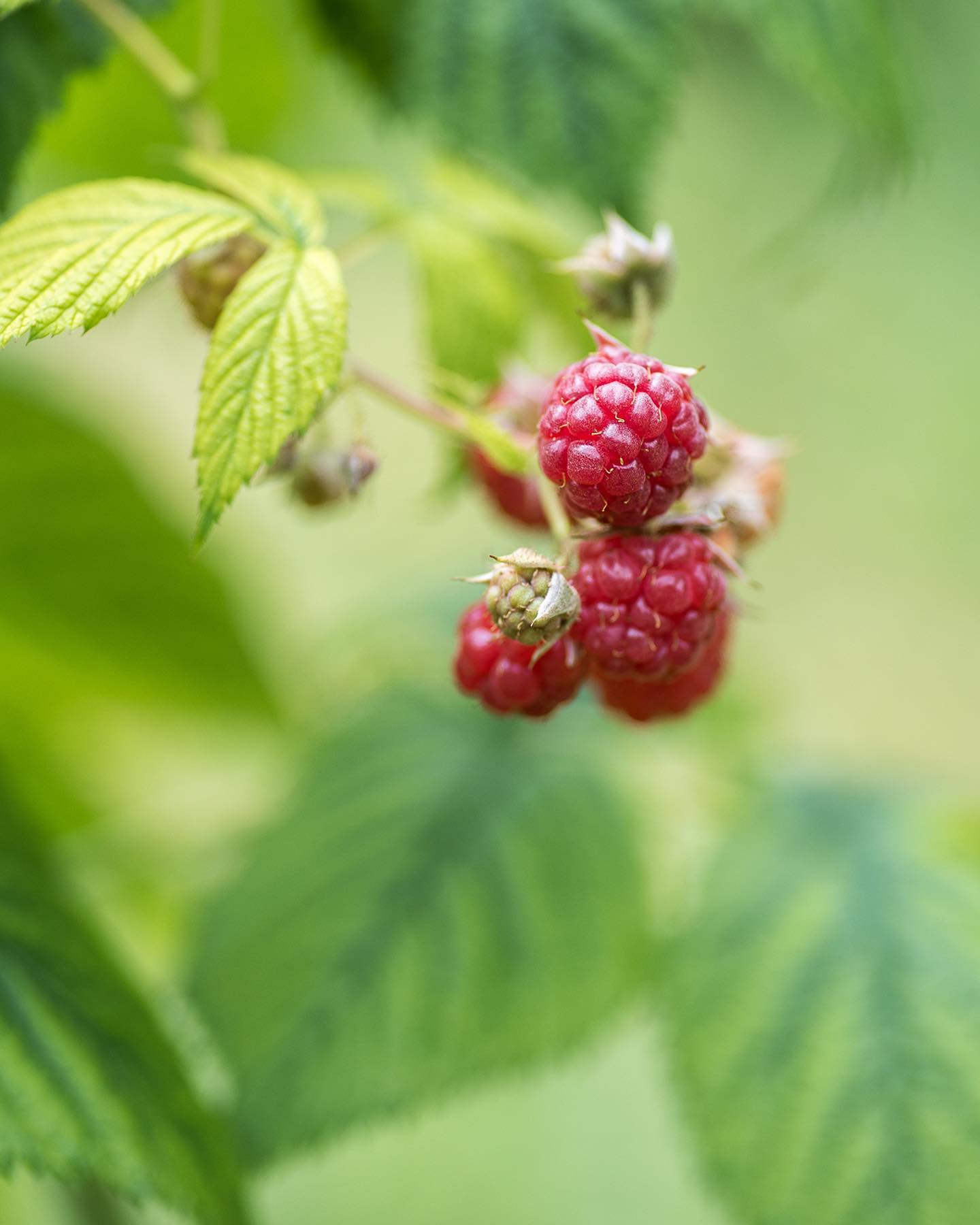 Zeit für ein Update aus dem Beerengarten.
.
So langsam reifen überall die ersten Früchte. Die schwarzen Johannisbeeren konnten wir schon ernten. Die rosafarbenen sicher auch nächste Woche. Ausserdem gibt es jetzt Gelbe und rote Sommerhimbeeren :). Die Jostabeeren sind auch bald reif und auch die ersten Stachelbeeren lassen nicht mehr lange auf sich warten. 
.
#nachbarschaftsgarten #urbangardening #garten #gemeinschaftsgarten #zürichcity #seebach #urbanesgärtnern #städtischergarten #nachhaltigegärten #beerengarten #beerenanbau #beerensträucher #berrygarden #berryplants
