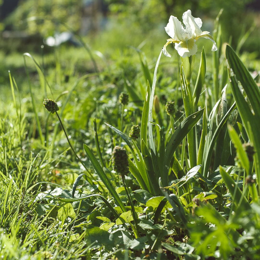 Ein paar Gartenimpressionen von gestern :). Was für ein Traumwetter gerade! Und besonders freue ich mich dafüber, dass die Bartiris zum ersten mal blühen, seit wir sie im Herbst 23 gesetzte hatten. Letztes Jahr wurden sie komplett von den Schnecken zerfressen…
.
#nachbarschaftsgarten #urbangardening #garten #gemeinschaftsgarten #zürichcity #seebach #urbanesgärtnern #städtischergarten #nachhaltigegärten #springtime #inmygardentoday #naturgarten #perennialgarden #imgarten #frühlingsgarten #gartenfreude #naturnahergarten  #naturgartenfreude  #inmeinemgarten #heuteimgarten #naturalgarden #bartirisliebe #bartiris #gartenimpressionen #hasselblad907x50c