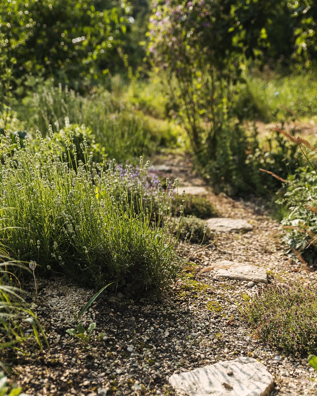 Der Mediterrane Garten mit Trockenmauer entwickelt sich prächtig, auch wenn es noch ein paar Lücken gibt im Beet. Jetzt im zweiten Jahr sieht man erst so richtig, wie gross die Stauden werden. Im Herbst kann man dann mit gezielter Nachpflanzung sicher noch daran arbeiten, sodass es nächstes Jahr noch besser aussehen wird. 
.
Besonders schön kommt der Lavendel, er gedeiht wirklich hervorragend, aber auch dem Olivenkraut, Currykraut und dem Rosmarin gefällt es gut neben der Mauer. 
.
Letztes Jahr wurden alle Steppensalbei von Schnecken aufgefressen. Im Herbst haben wir nochmal was nachgepflanzt und immerhin einer kommt nun so richtig schön. Dieses Jahr gingen die Schnecken vermehrt an gewisse Katzenminze und die Glockenblume. Aber sie blühen nun trotzdem. 
.
Und auch unserer Nachbarskatze gefällt es neben der Mauer, unter dem Feigenbaum im Schatten. 
.
#nachbarschaftsgarten #urbangardening #garten #gemeinschaftsgarten #zürichcity #seebach #urbanesgärtnern #städtischergarten #nachhaltigegärten #mediteranergarten #trockengarten #kiesgarten #ruderalgarten #stadtgarten #trockenmauer #wegdurchsbeet