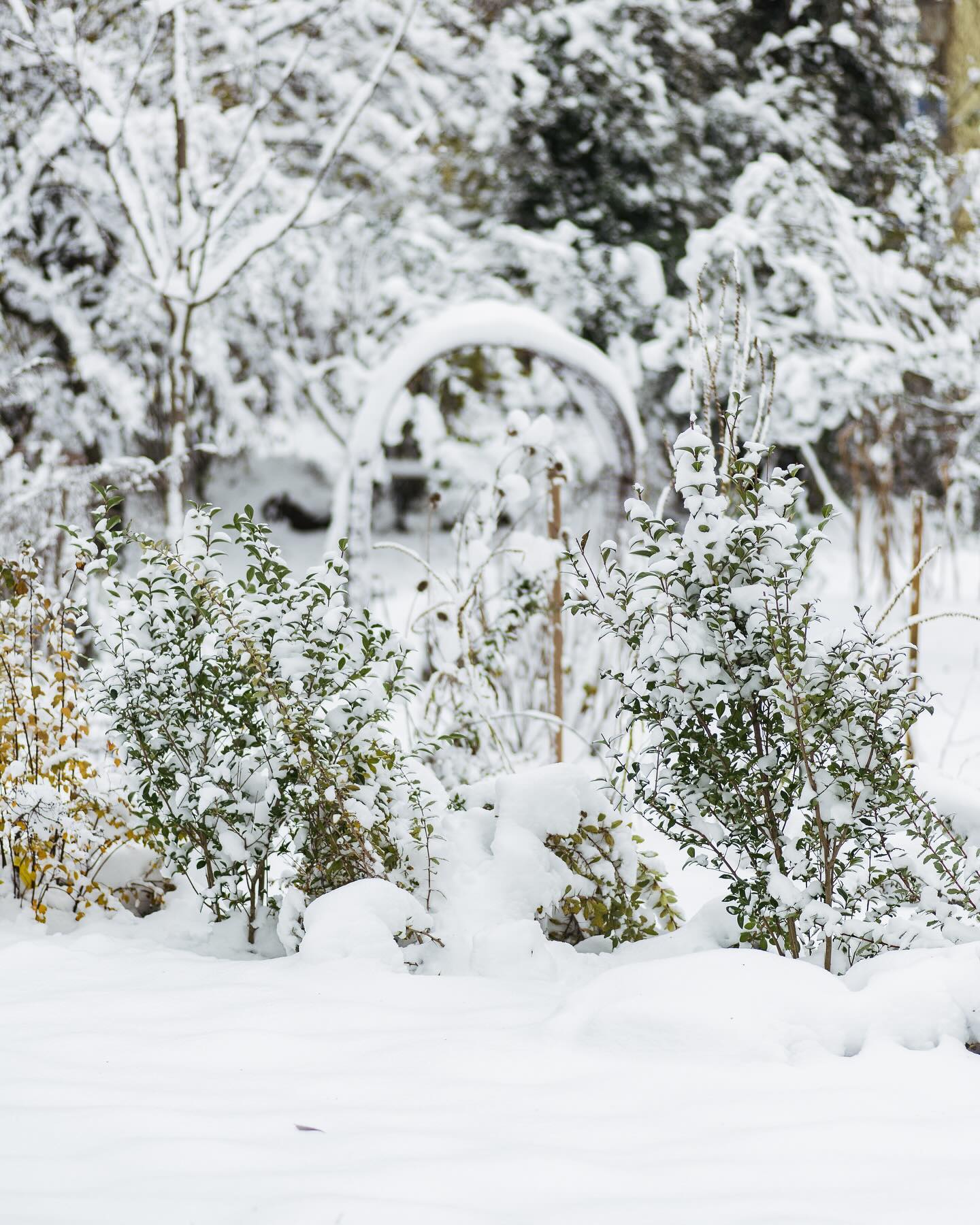 Der Winter ist da! :)
Zum Glück hatten wir am Sonntag noch rechtzeitig alles fertig machen können. Jetzt ist der Garten komplett in weiss eingepackt… Ähnlich viel wie letzten November, nur diesmal hält der Torbogen! Wir hatten im am Sonntag nochmals verstärkt. Das hat sich gelohnt
.
#garten #gemeinschaftsgarten #zürichcity #seebach #urbanesgärtnern #städtischergarten #nachhaltigegärten #stadtgarten #winterimgarten #schneeimgarten #ersterschnee❄️ #wintereinbruch #novembergarten