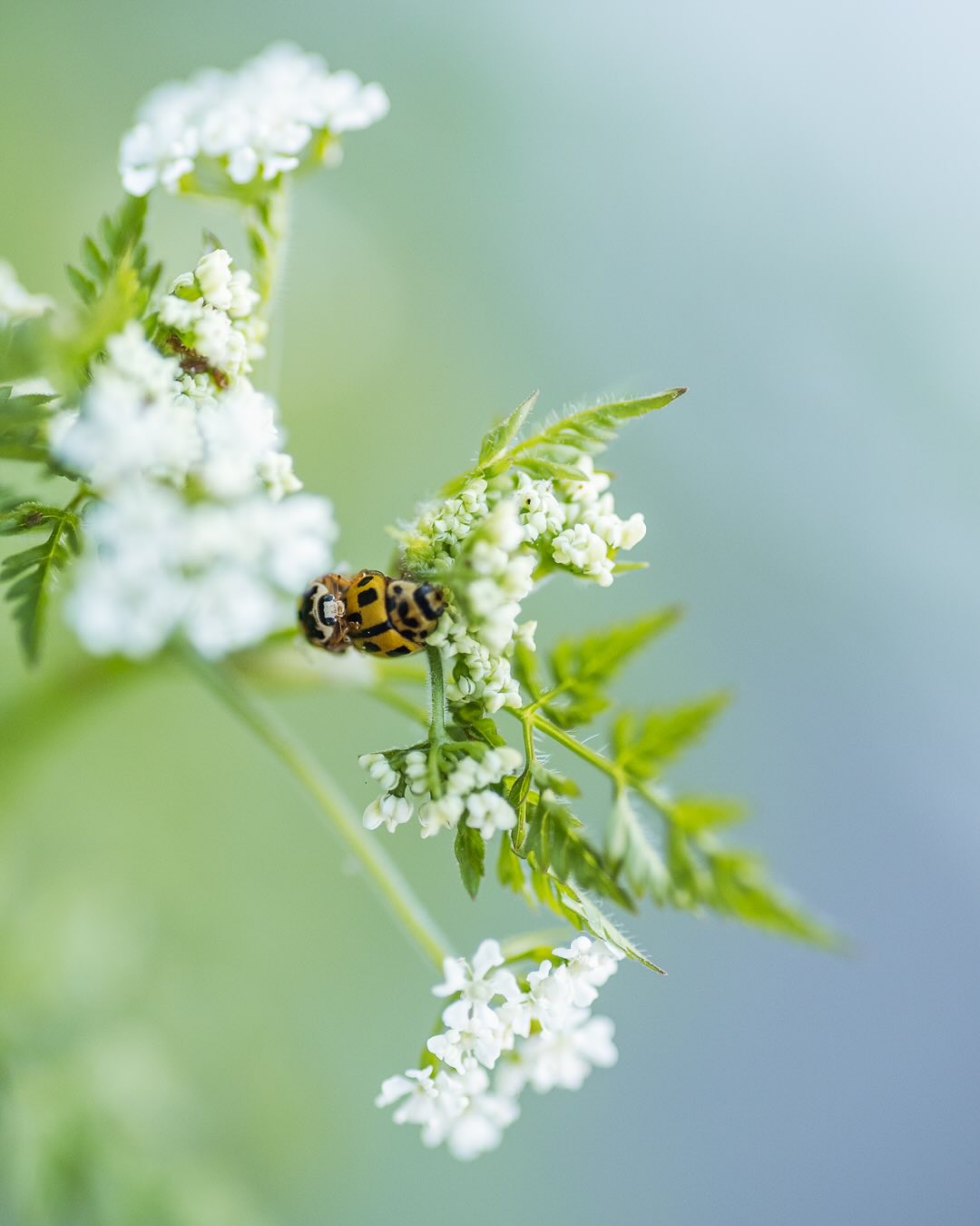 Insekten im Garten. 
.
Bild 1: Zwei Vierzehnpunkt Marienkäfer bei der Paarung auf dem Wiesenkerbel :)
Bild 2: Eine Skabiosenlanghornmotte auf der Skabiose
Bild 3: Eine grosse Holzbiene bewundert das Wildbienenhotel.
Bild 4: ein Rotköpfiger Feuerkäfer an der Himbeere
Bild 5: wahrscheinlich eine Schwarzkopfschwebefliegenart auf der Prärielilie
.
#nachbarschaftsgarten #urbangardening #garten #gemeinschaftsgarten #zürichcity #seebach #urbanesgärtnern #städtischergarten #nachhaltigegärten #naturgarten #biodiversity #gardeninspiration #naturnahergarten  #naturgartenfreude #schätzedernatur #inmeinemgarten #heuteimgarten #naturalgarden #insektenimgarten #stadtinsekten #insektenfotografie #marienkäfer🐞 #marienkäfer #vierzehnpunktmarienkäfer
