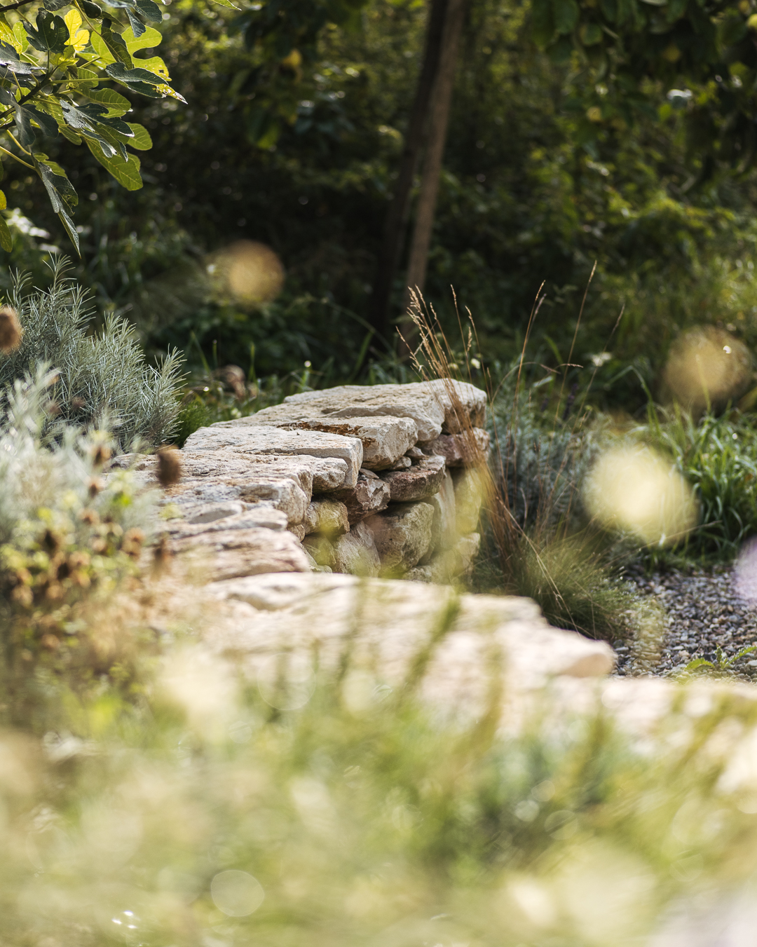 Der mediterrane Garten im Septemberlicht :). Es blüht und duftet herrlich. Die weisse Rasselblume ist ein Dauerblüher und bildet seit Juni immer neue Blüten. Die gelbe Skabiose blüht unglaublich und ist riesig geworden! Die vielen Kräuter, wie Rosmarin, Currykraut, Scharfer Oregano und Bergtee duften gerade besonders schön. Ein paar entstandene Lücken haben wir noch mit neuen Stauden gefüllt, z.B. ein spät rosa blühender Ziersalbei und Blauschwingel
.
#nachbarschaftsgarten #urbangardening #garten #gemeinschaftsgarten #zürichcity #seebach #urbanesgärtnern #städtischergarten #nachhaltigegärten #inmygardentoday #imgarten #gartenfreude #naturnahergarten #naturgartenfreude #inmeinemgarten #naturalgarden #trockengarten #trockenmauer #mediterranergarten