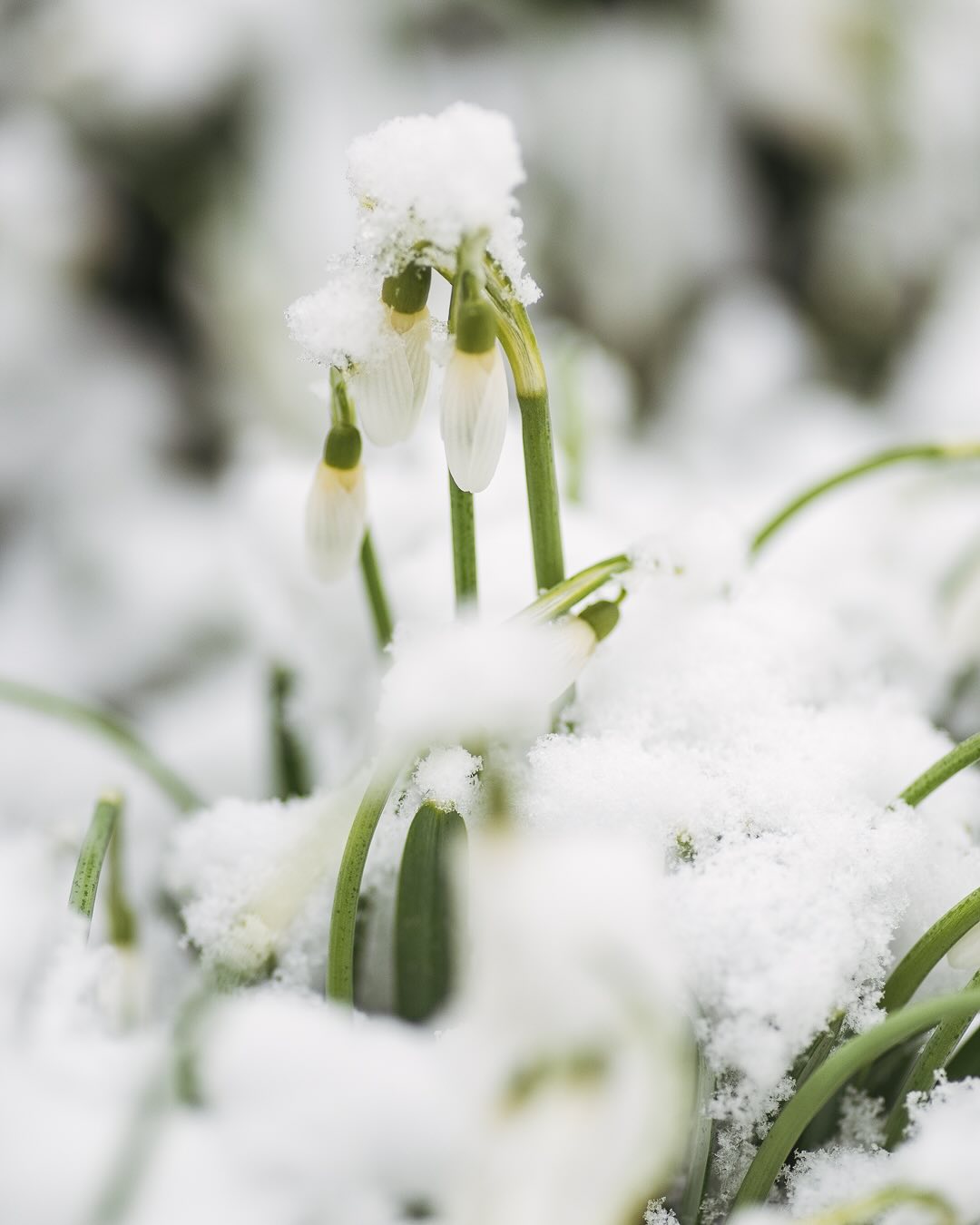 Die Schneeglöckchen machen ihrem Namen auch dieses Jahr wieder alle Ehre :) ausserdem blitzen jetzt auch die ersten Krokussblüten aus dem Schnee und auch die Kornellkirsche öffnet so langsam ihre Blüten. Die Christrosen dürfen natürlich auch nicht fehlen.
.
#nachbarschaftsgarten #urbangardening #garten #gemeinschaftsgarten #zürichcity #seebach #urbanesgärtnern #städtischergarten #nachhaltigegärten #snowgarden #snowdrop #snowysnowdrops #schneeglöckchen #schneeglöckchenspam #galanthus