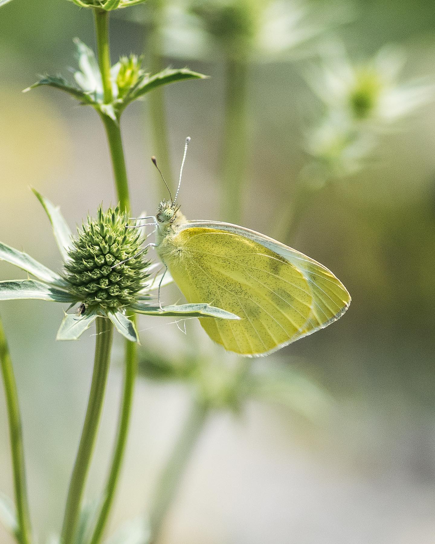 Schmetterlinge und Libellen im Garten:
.
In den letzten beiden Wochen konnten wir vermehrt Schmetterlinge und Libellen im Garten beobachten. Fotografieren konnte ich sie bisher immer erst im geschlossenen Zustand, aber folgende konnten festgehalten werden:
.
- kleiner oder grosser Kohlweissling
- Braunkolbiger Braun-Dickkopffalter oder rostfarbiger Dickkopffalter
- Admiral
- kleiner Fuchs
- Gebänderte Prachtlibelle (am Bach)
- Blaueflügel Prachtlibelle (am Bach)
.
Raupen habe ich bisher noch keine entdeckt.
.
#nachbarschaftsgarten #urbangardening #garten #gemeinschaftsgarten #zürichcity #seebach #urbanesgärtnern #städtischergarten #nachhaltigegärten #naturgarten #biodiversität #stadtwildtiere #stadtinsekten #insektenimgarten #schmetterling #schmetterlinge #schmetterlingsgarten #libelle #artenvielfalt