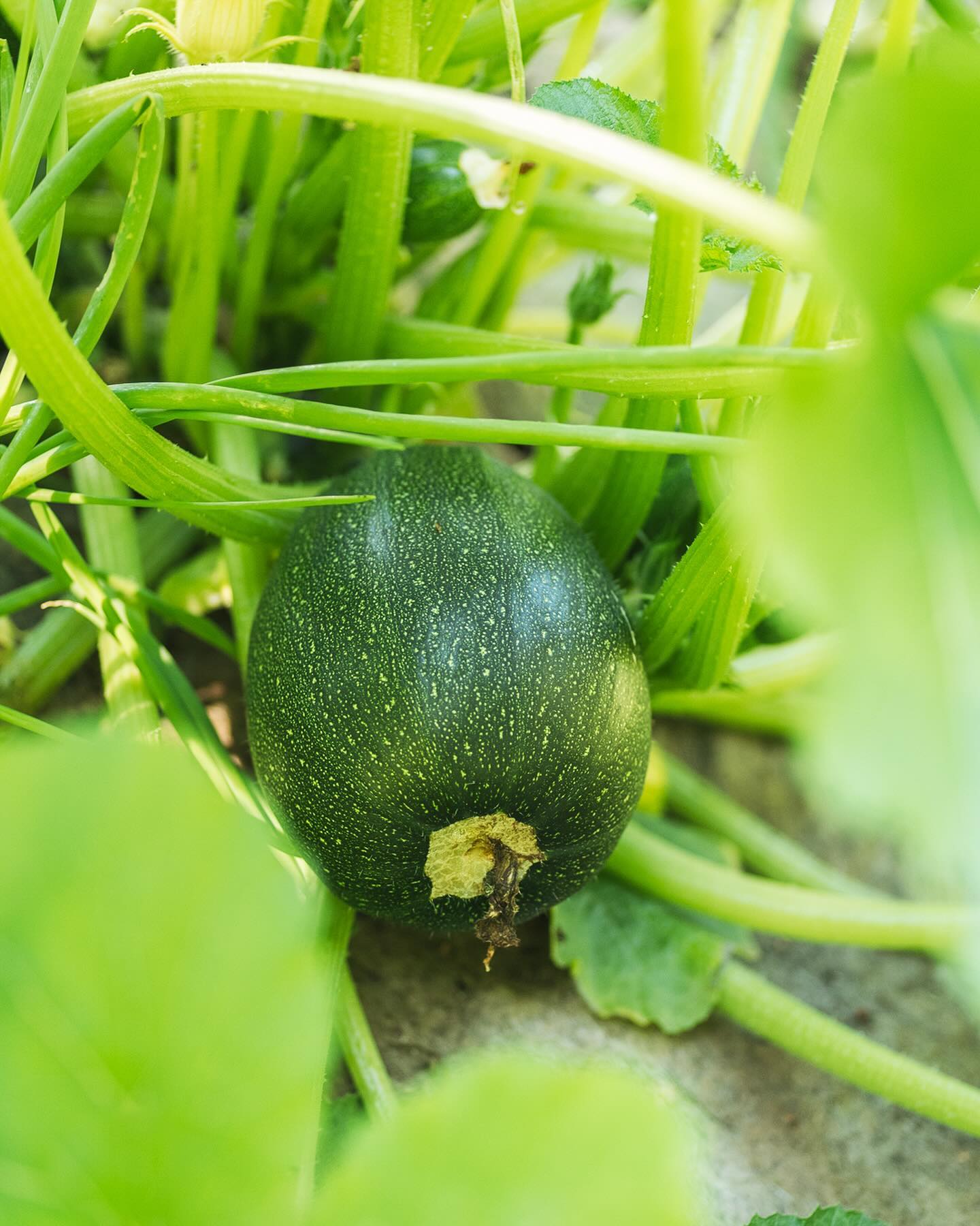 Im Gemüsegarten geht es so langsam richtig los :). Die ersten Zucchetti, Gurken und Randen wurden schon geerntet. Ausserdem riesiger Knoblauch! der Fenchel ist auch fast soweit und auch sonst gedeiht alles, wenn es denn nicht von den Schnecken kahl gefressen wurde… interessanterweise haben sie den Fenchel mehrheitlich in Ruhe gelassen, genauso wie den Mangold und die Aubergine. Dafür haben Kräuter dieses Jahr 0 Chance, nicht mal im Hochbeet :(
.
#garten #gemeinschaftsgarten #zürichcity #seebach #urbanesgärtnern #städtischergarten #nachhaltigegärten #stadtgarten #hügelbeet #gemüsegarten #