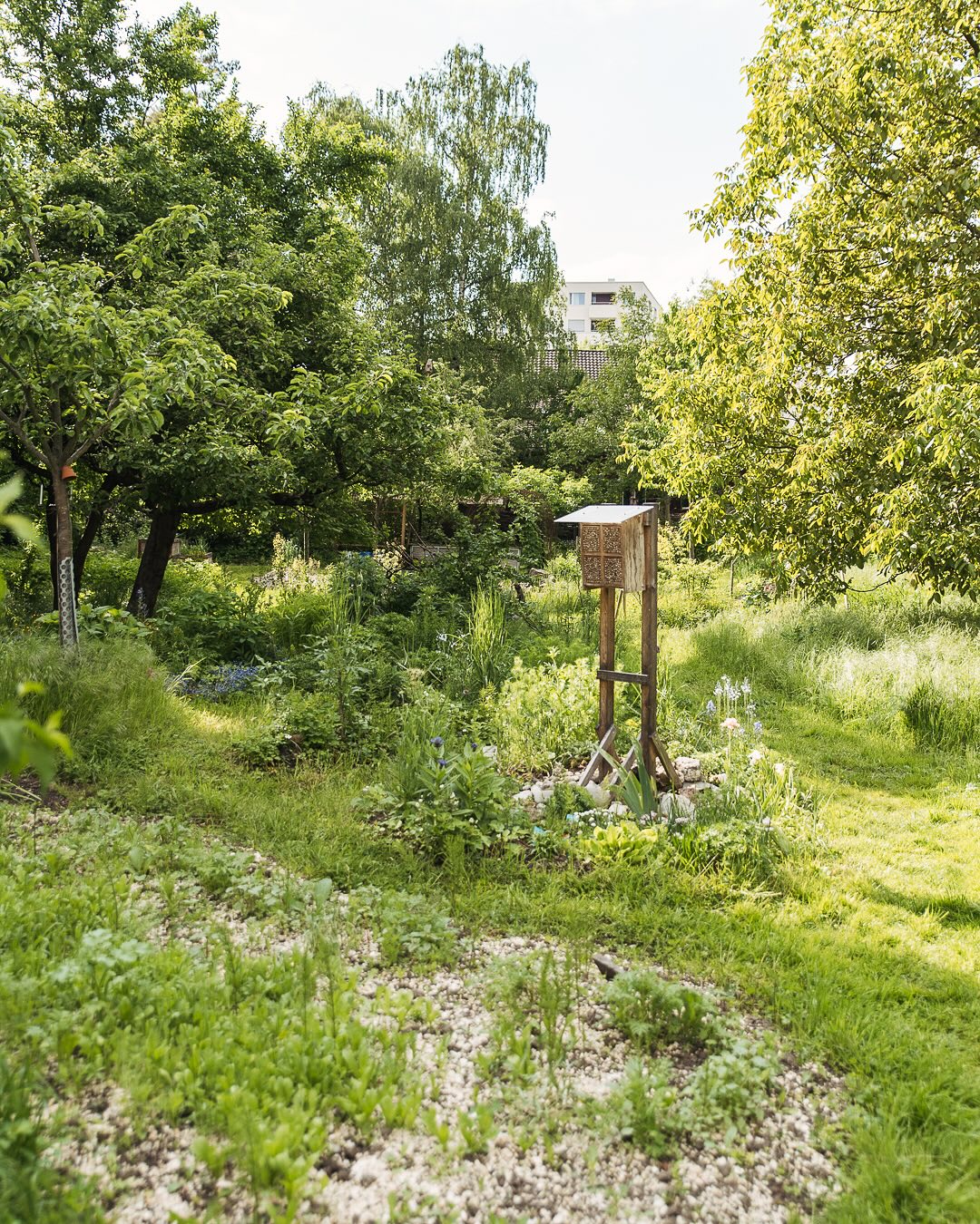 Ein paar weitwinklerige Gartenimpressionen/Ansichten vom letzten Freitag. Der Garten ist momentan vor allem grün und üppig. 
.
Bild 1-5: Die Hügelblumenbeete mit Wildbienenstand. Es ist richtig toll geworden. Vor einem Jahr sah es noch recht kahl aus aber so langsam nähern wir uns dem Zustand, den wir uns vorgestellt haben, als wir sie angelegt haben. Im Vordergrund in Bild eins kann man schon die neue Wildblumenwiese erkennen. Hier wuchs letztes Jahr nur Fünffingerkraut. Wir haben sie freigelegt und mit Kies abgemagert. Wir sind gespannt, ob und wie divers es blühen wird. 
Bild 6-9: Der Mediterrane Garten mit Trockenmauer. Auch hier wächst das Beet langsam richtig toll. Leider wächst es auch immer da, wo wir es nicht möchten… man sieht es in Bild 9. Regelmässig muss hier gejätet werden. 
Bild 10: Das mittlere Beet im Gemüsegarten mit Steinhaufen am Ende. Hier wachsen viele Kräuter und im Vordergrund Riesenknoblauch. 
Bild 11: Das Kiesbeet neben dem Beerengarten. Vor allem die Wiesenwitwenblumen fühlen sich hier sehr wohl. Aber auch die Kugeldisteln, Rainfarn, Wermut, Mannstreu. Leider kam die Strahlenbreitsame dieses Jahr nicht mehr. 
Bild 12: Beim Eingang mit Blick in den Beerengarten und Richtung Gemüsegarten. Links wachsen Jostabeeren, Himbeeren und Johannisbeeren. Rechts Stachelbeeren, Frühbeeren und Blaubeeren. Im Nussbaum nisten gerade Kohlmeisen :)
.
#nachbarschaftsgarten #urbangardening #garten #gemeinschaftsgarten #zürichcity #seebach #urbanesgärtnern #städtischergarten #nachhaltigegärten #naturgarten #imgarten #frühlingsgarten #gartenfreude #naturnahergarten  #naturgartenfreude  #inmeinemgarten #heuteimgarten #naturalgarden #gartenimpressionen #gartenrundgang